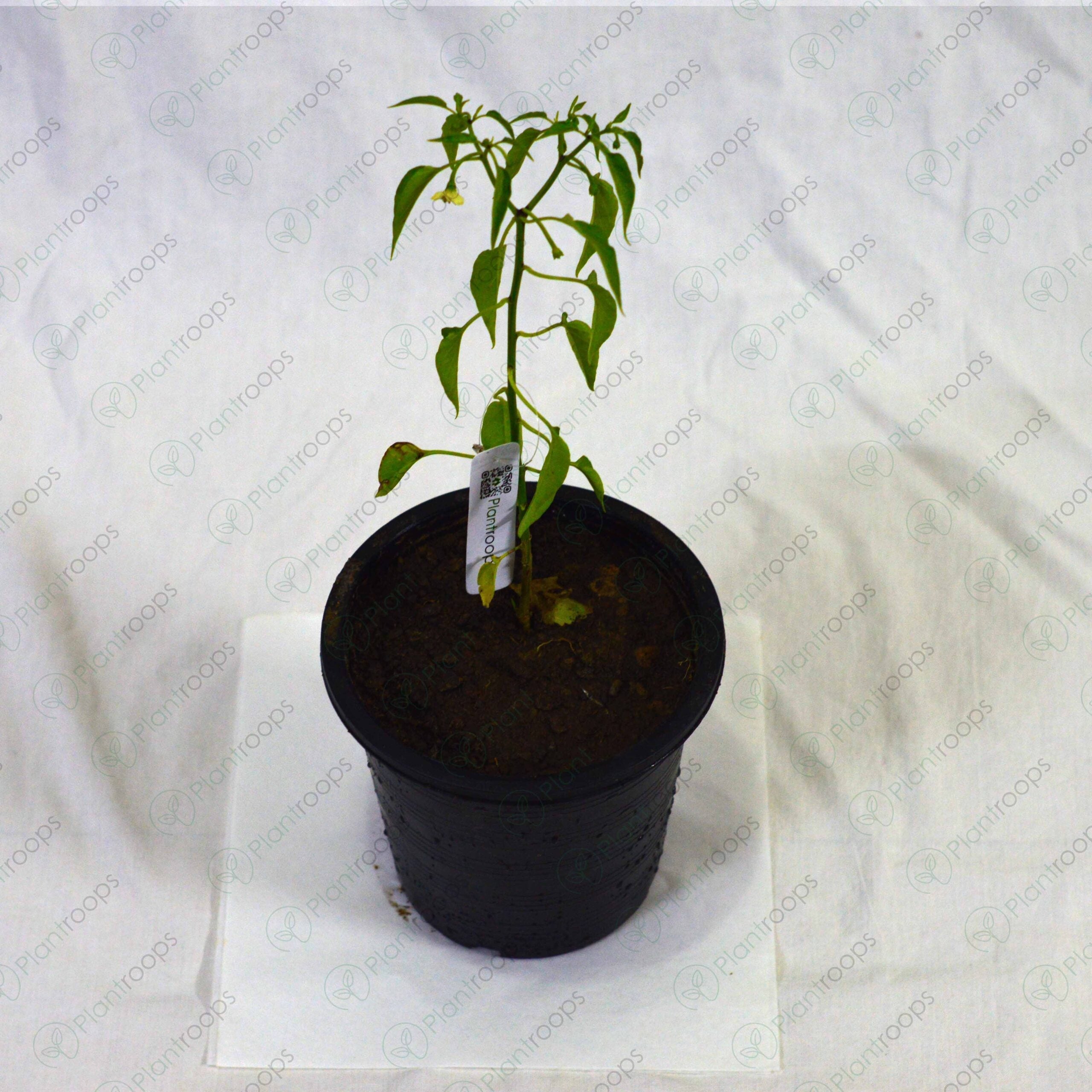 Buy Chilli Plant Online