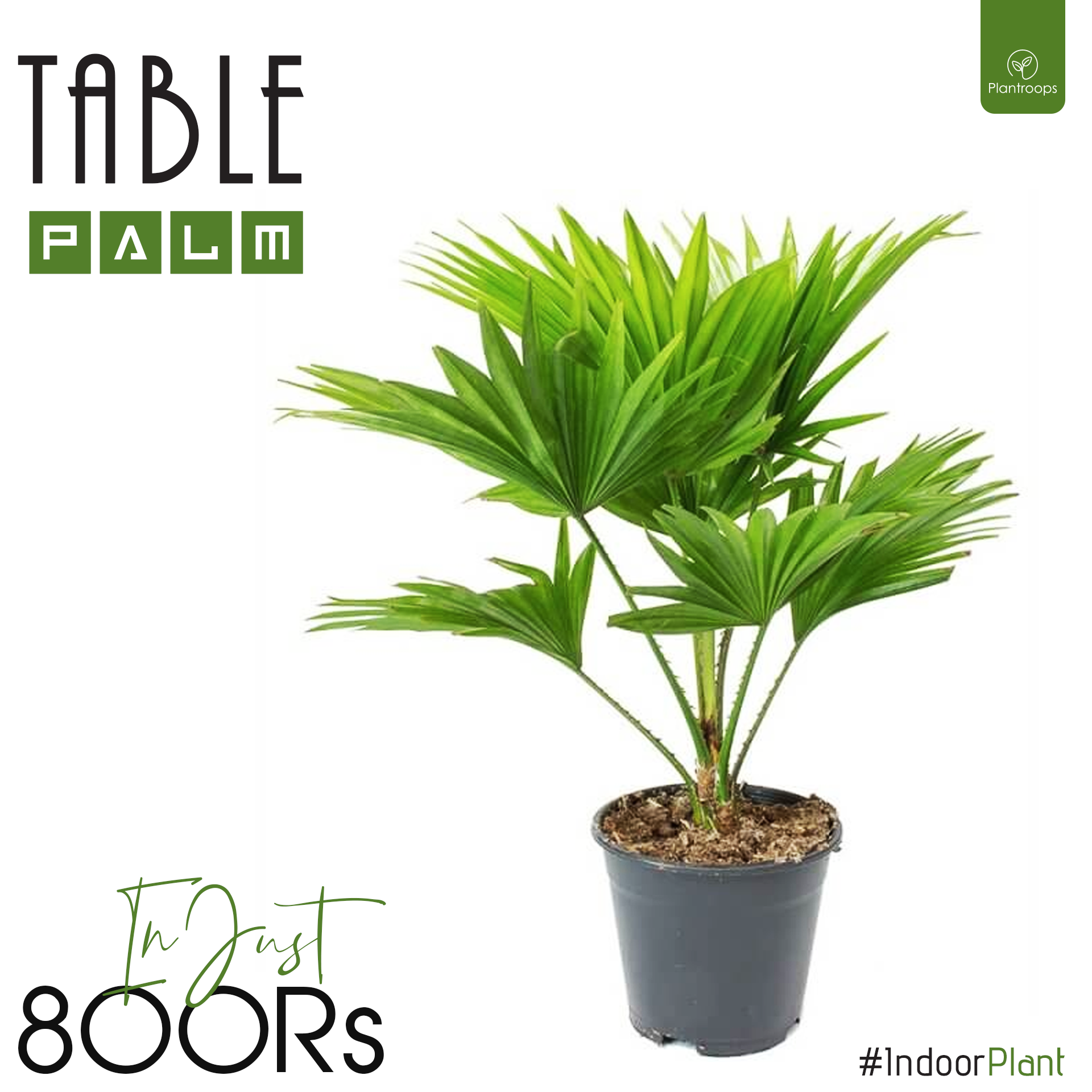 TABLE PALM