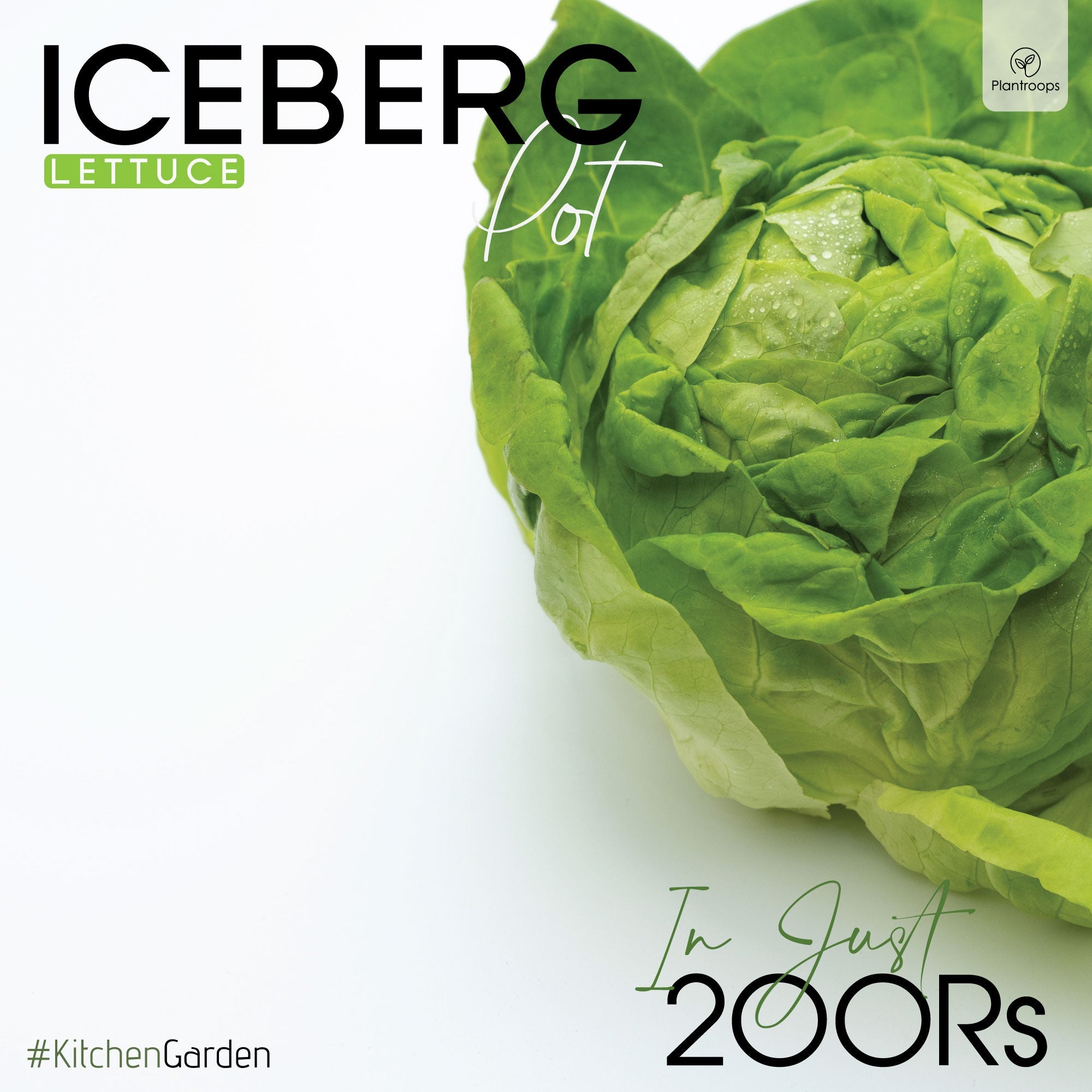 Iceberg (Lettuce) Pot