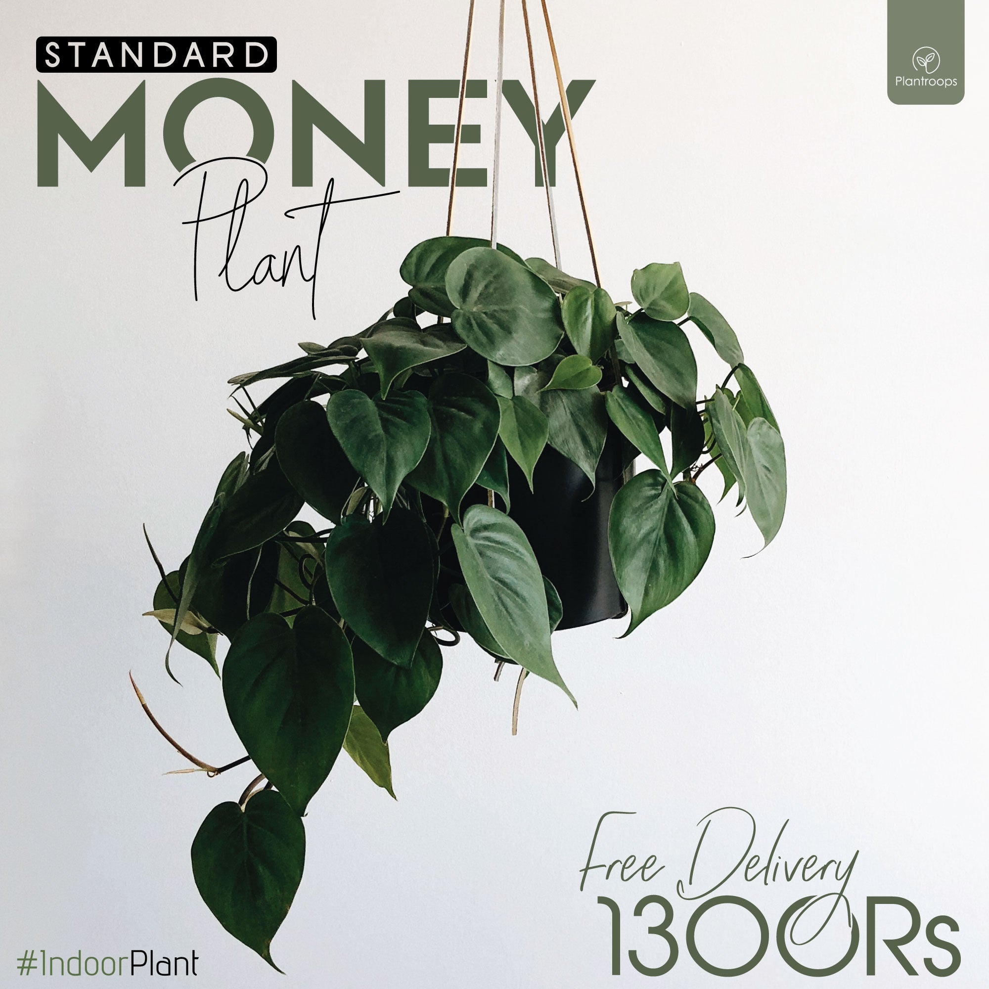 STANDARD MONEY PLANT