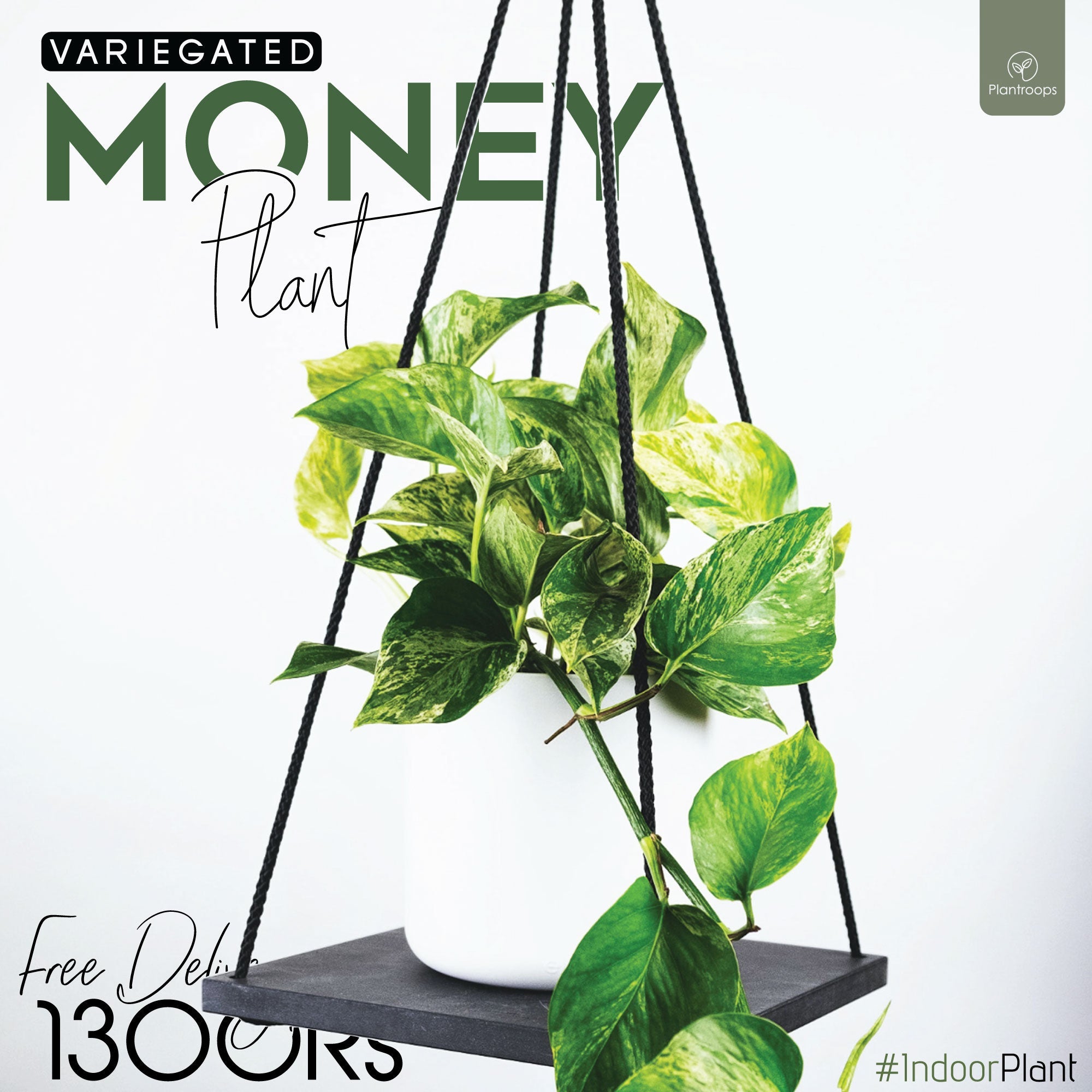 VARIGATED MONEY PLANT