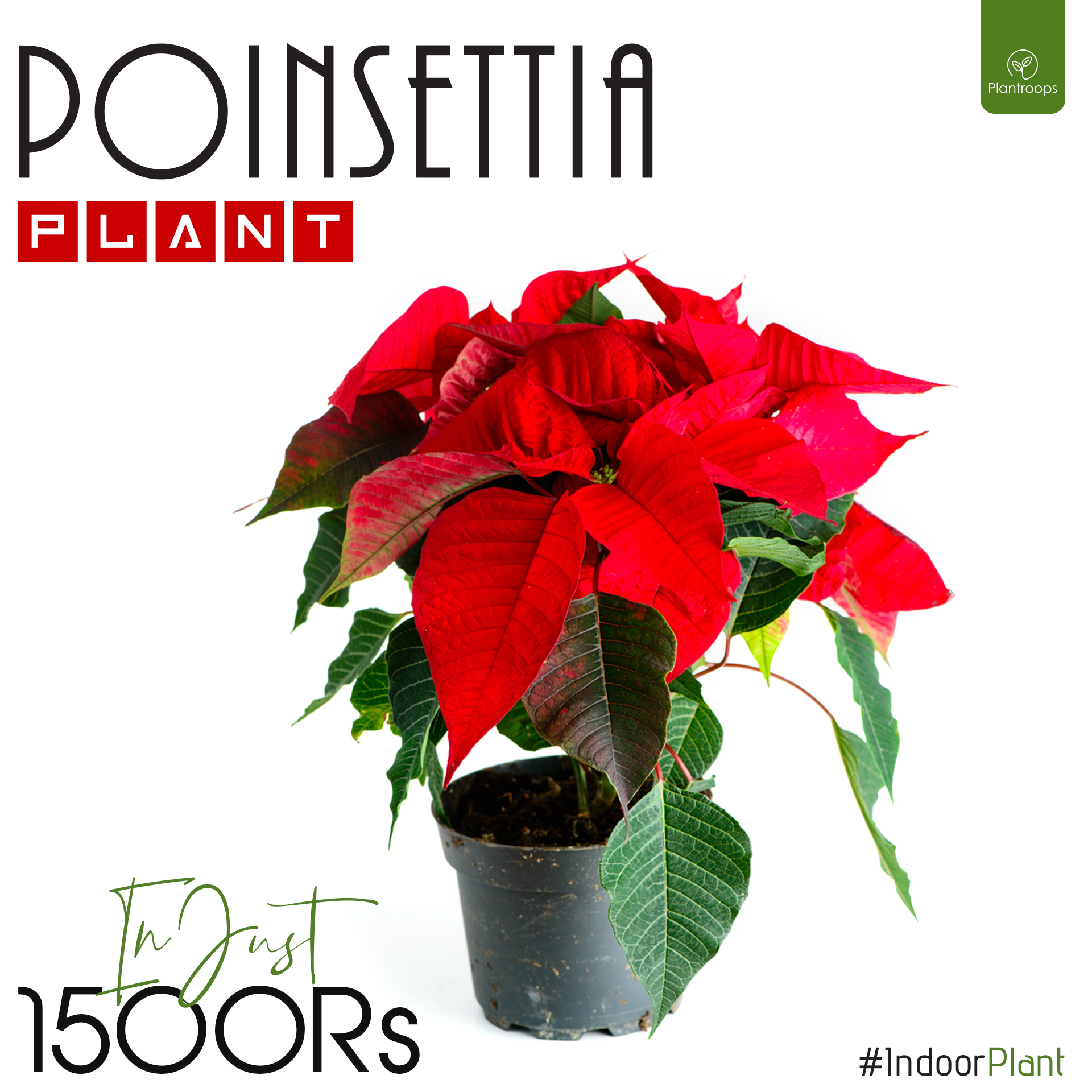 PIONSETTIA PLANT