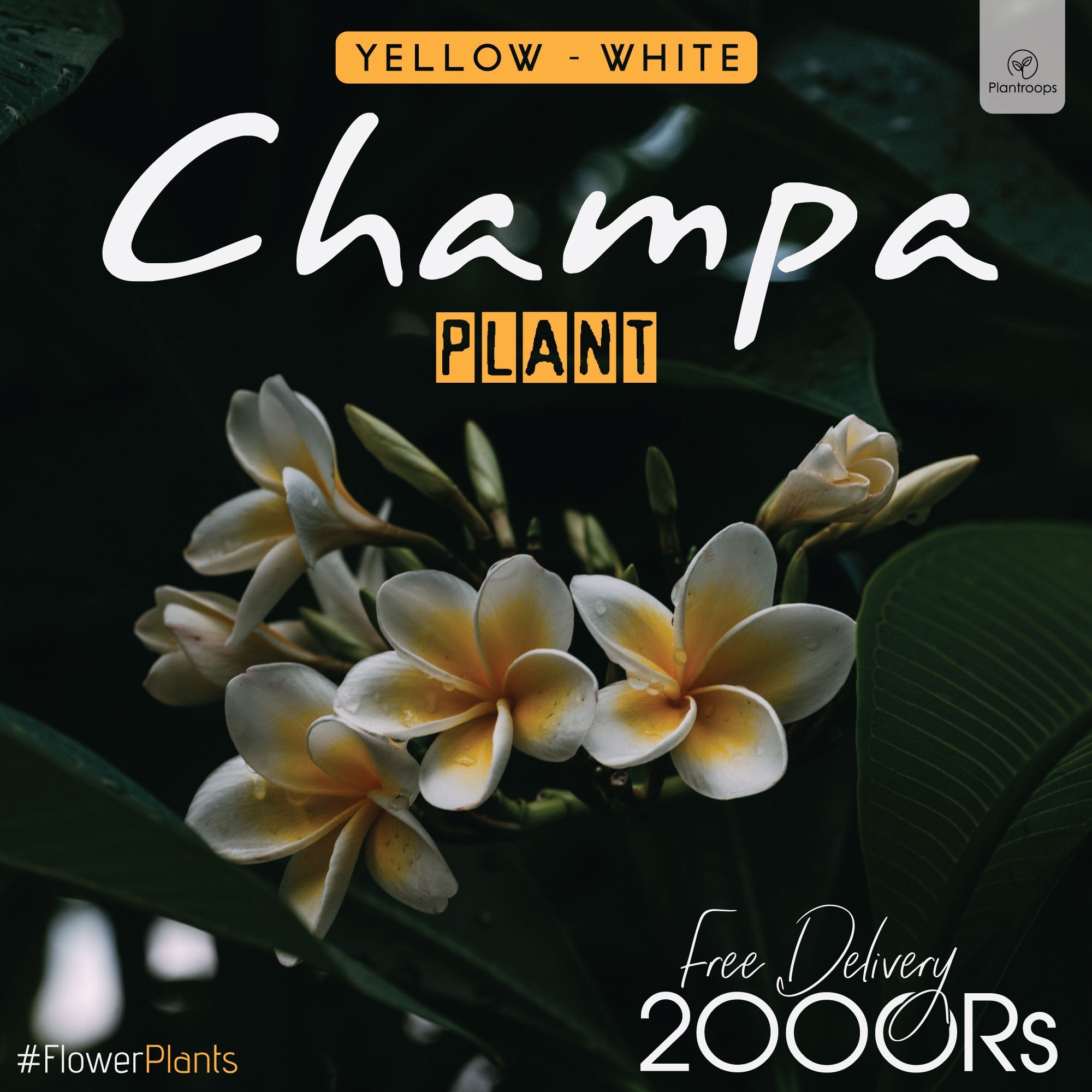 WHITE - YELLOW PLUMERIA / CHAMPA FLOWER PLANT