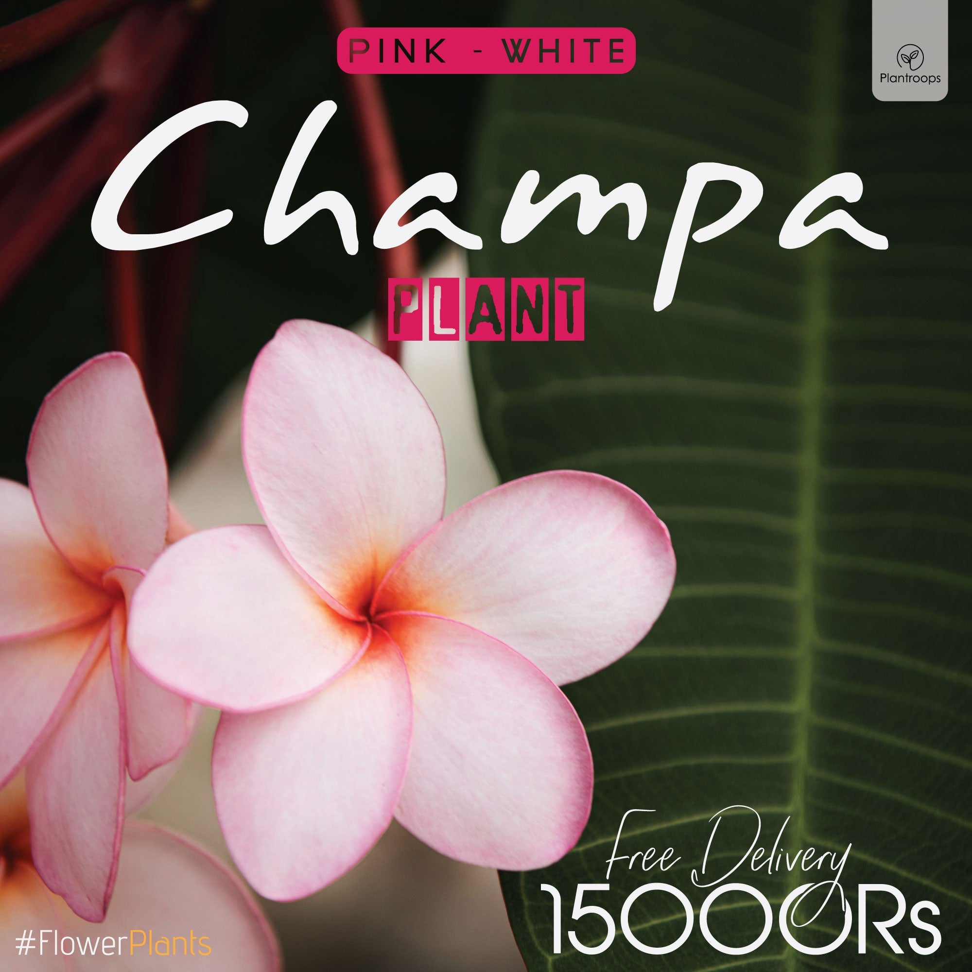 PINK - WHITE CHAMPA / PLUMERIA FLOWER PLANT