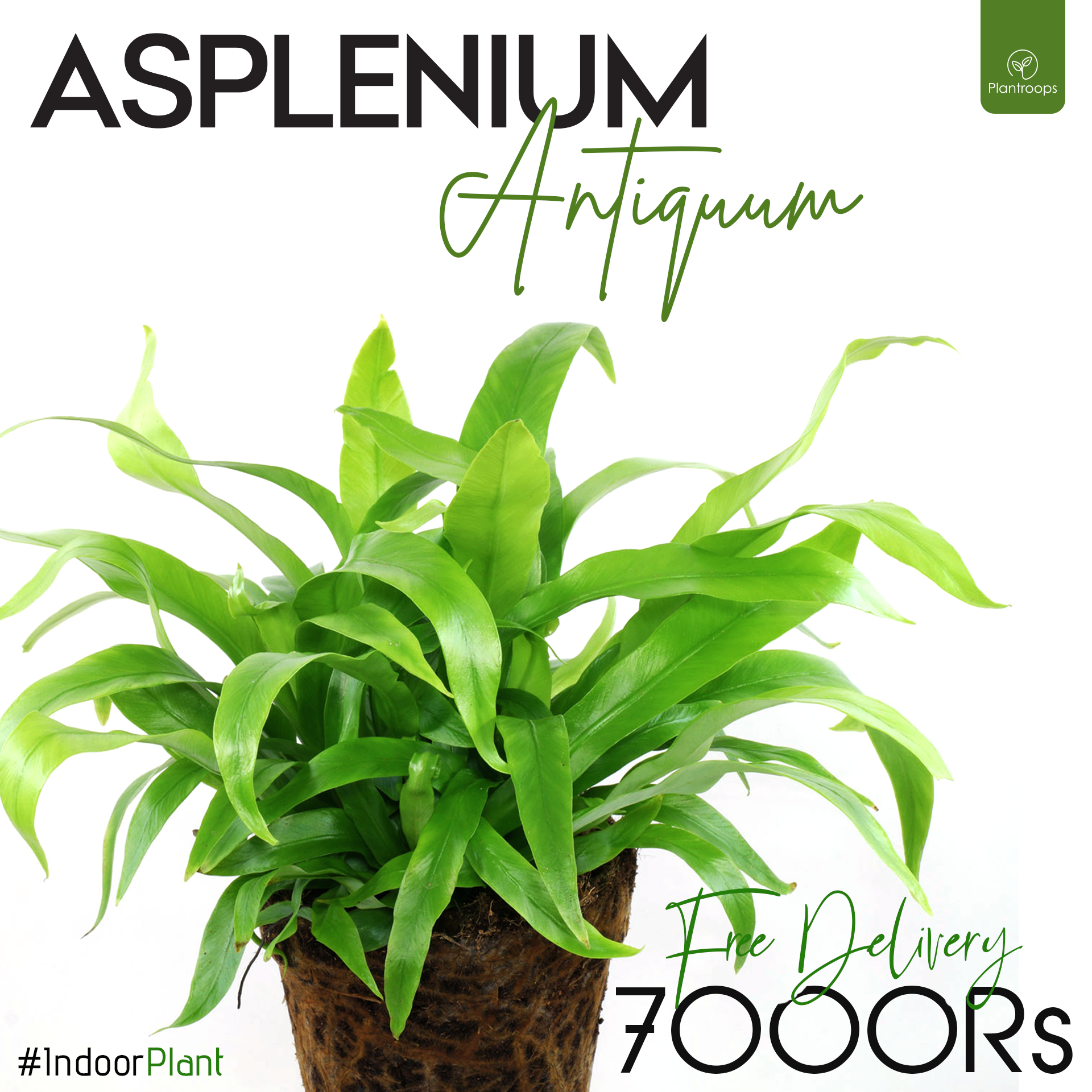 ASPLENIUM ANTIQUUM PLANT