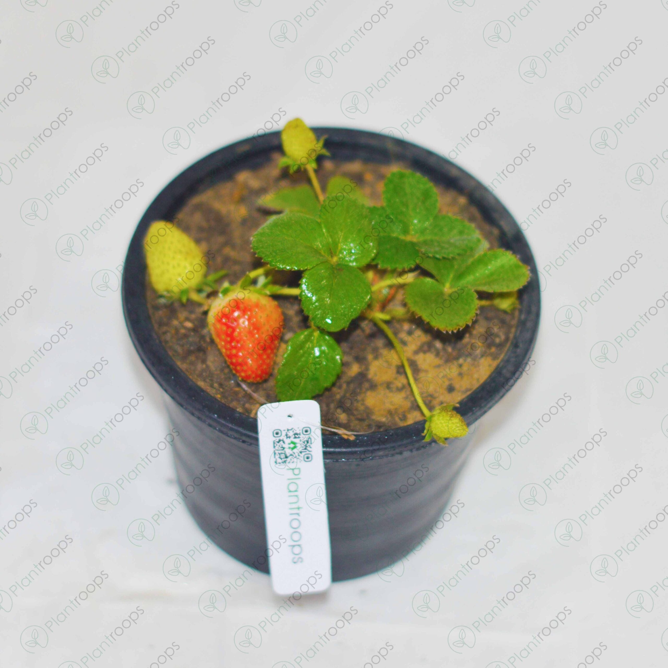 Strawberry Plant