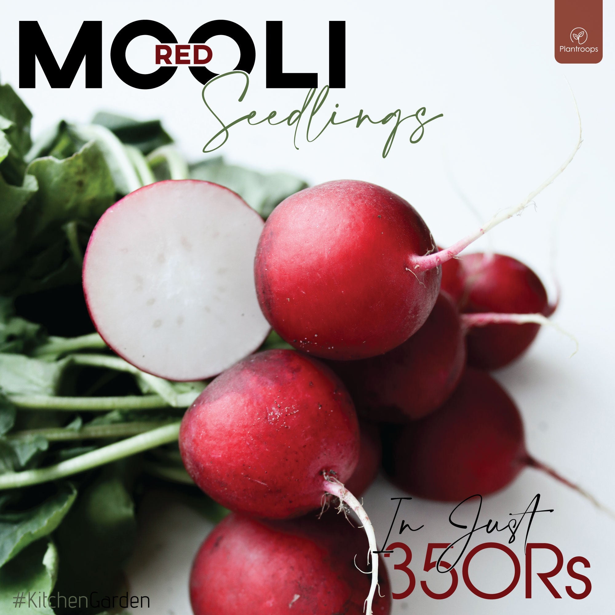 Red Mooli Seedlings / Paneeri