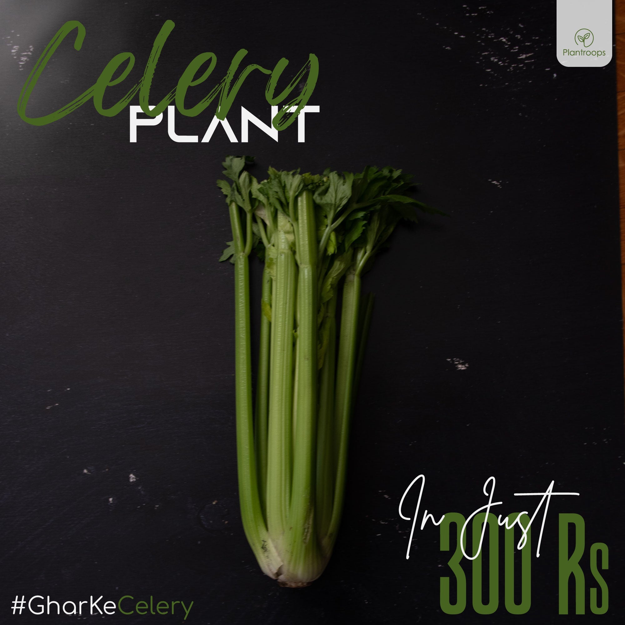 Celery Pot