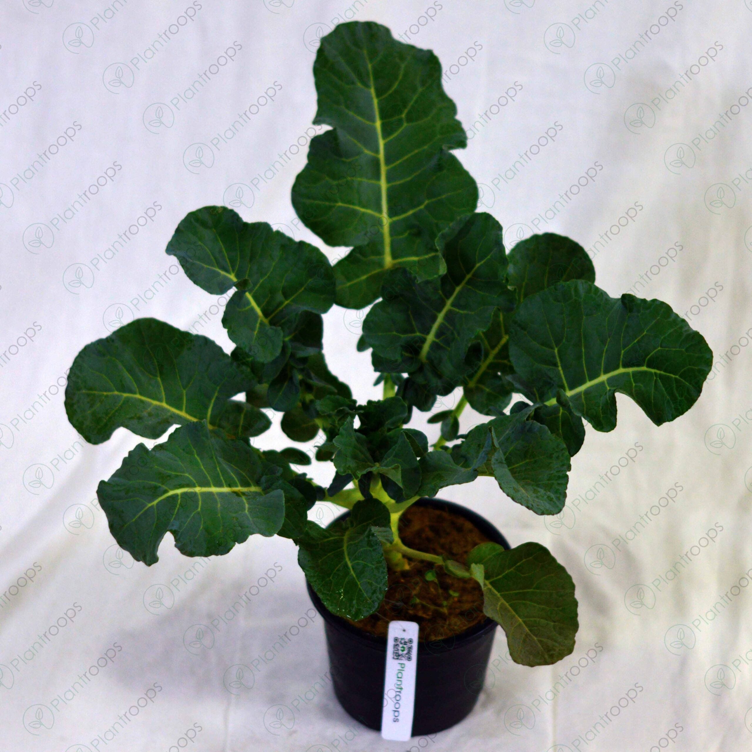 Broccoli Plant