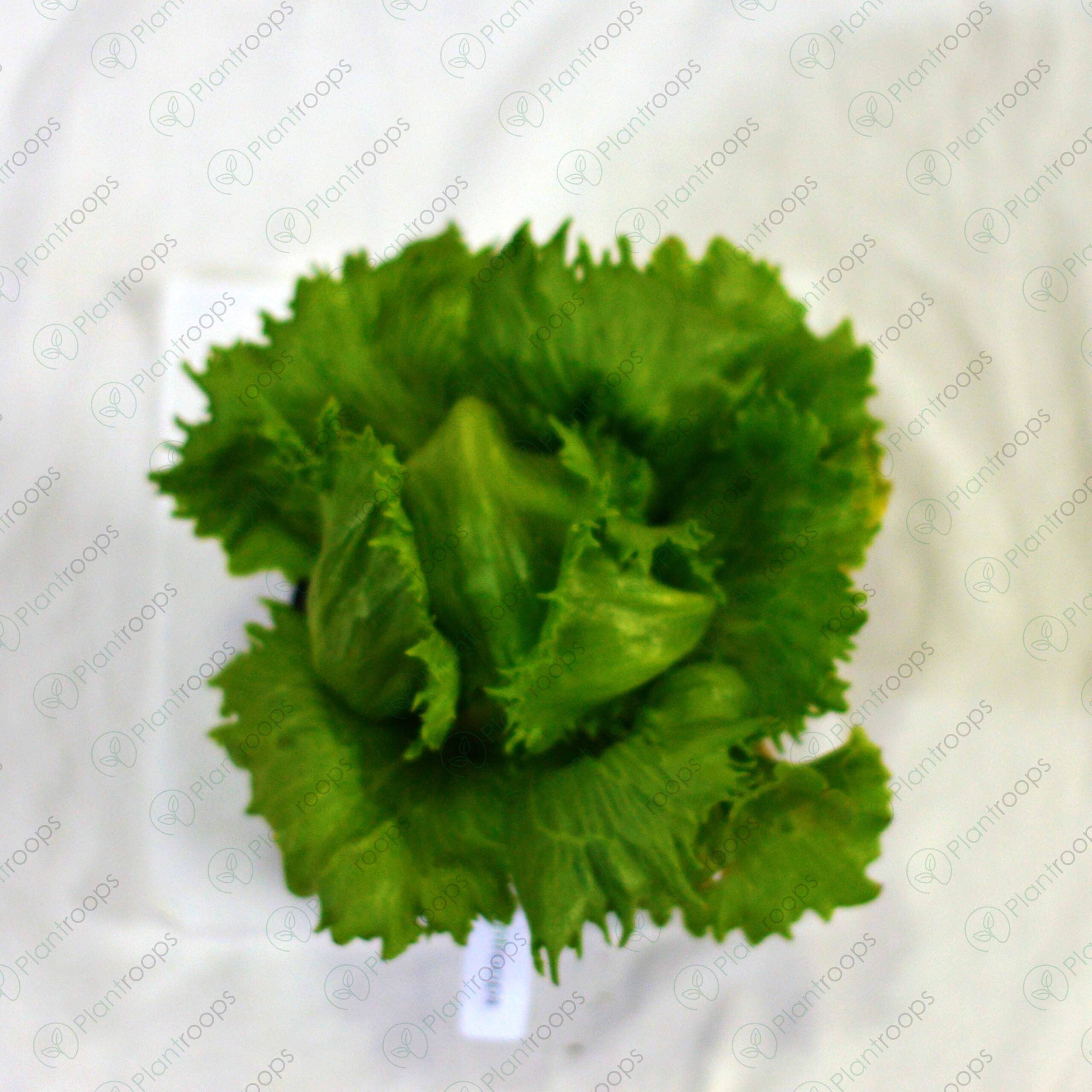 Iceberg (Lettuce) Pot