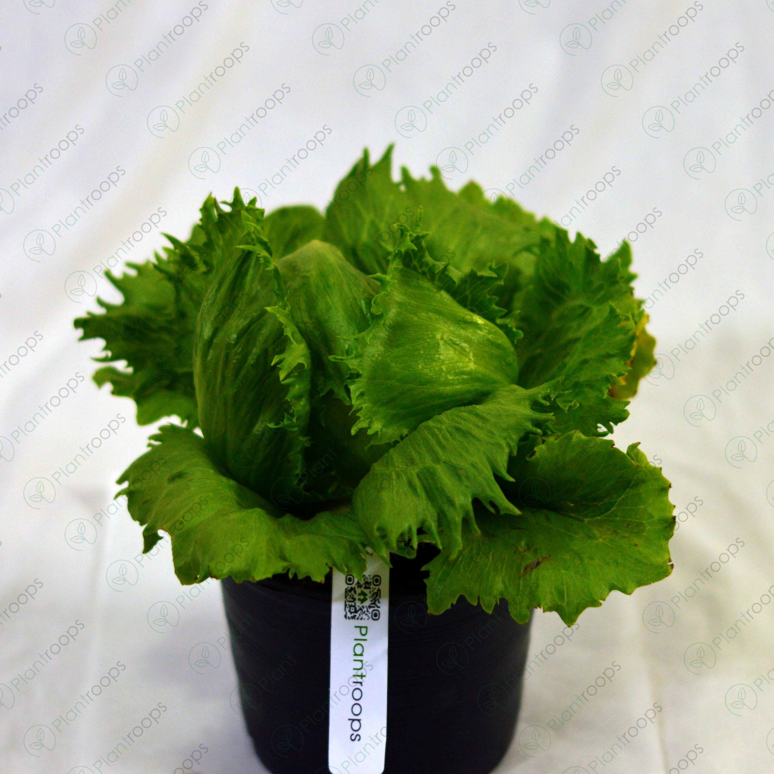 Iceberg (Lettuce) Pot