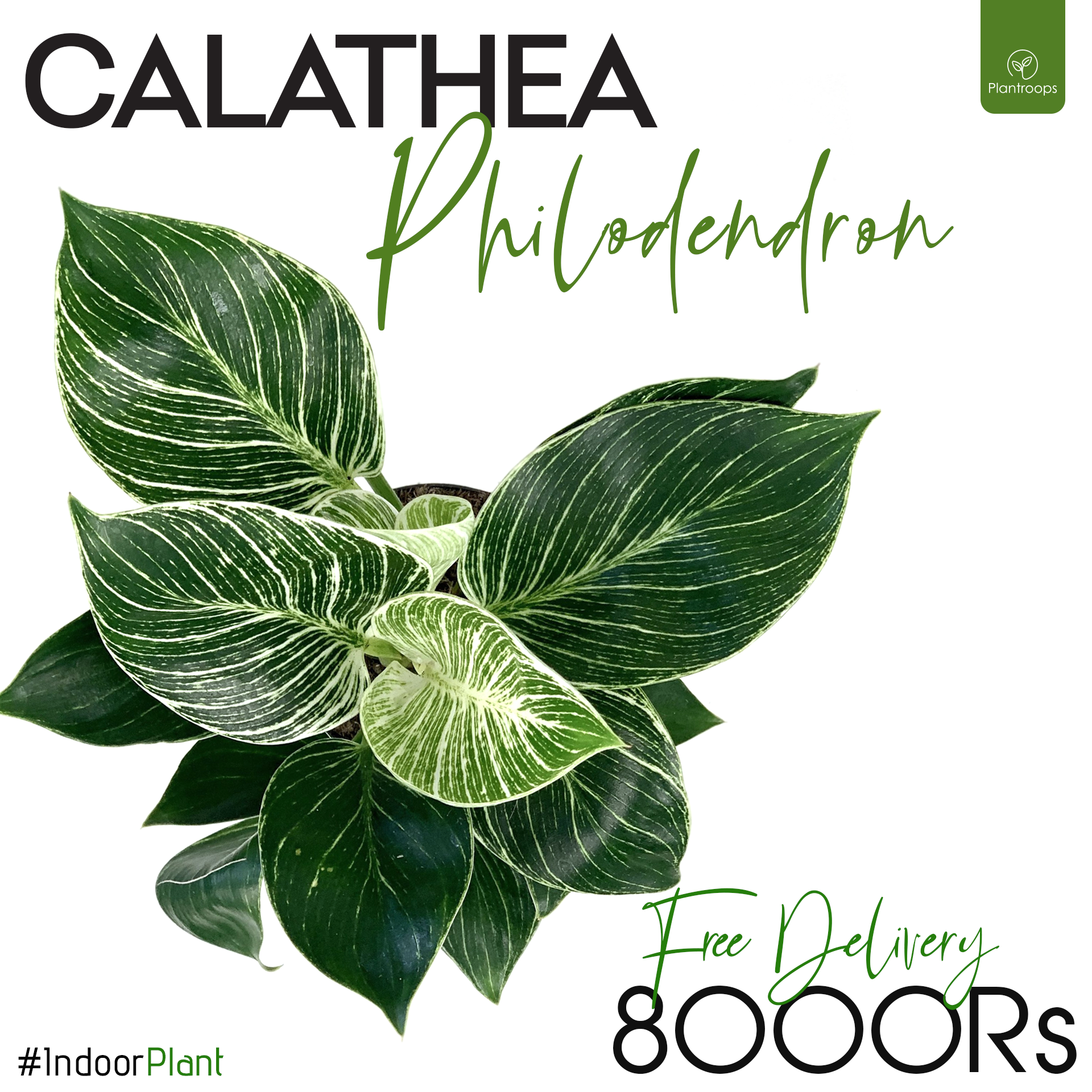 calathea philodendron CALATHEA PHILODENDRON – Plantroops