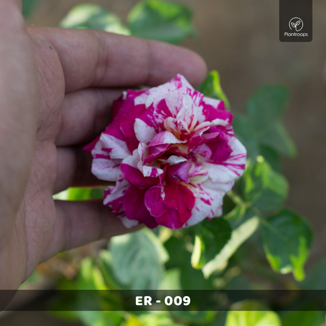 English Rose Plant