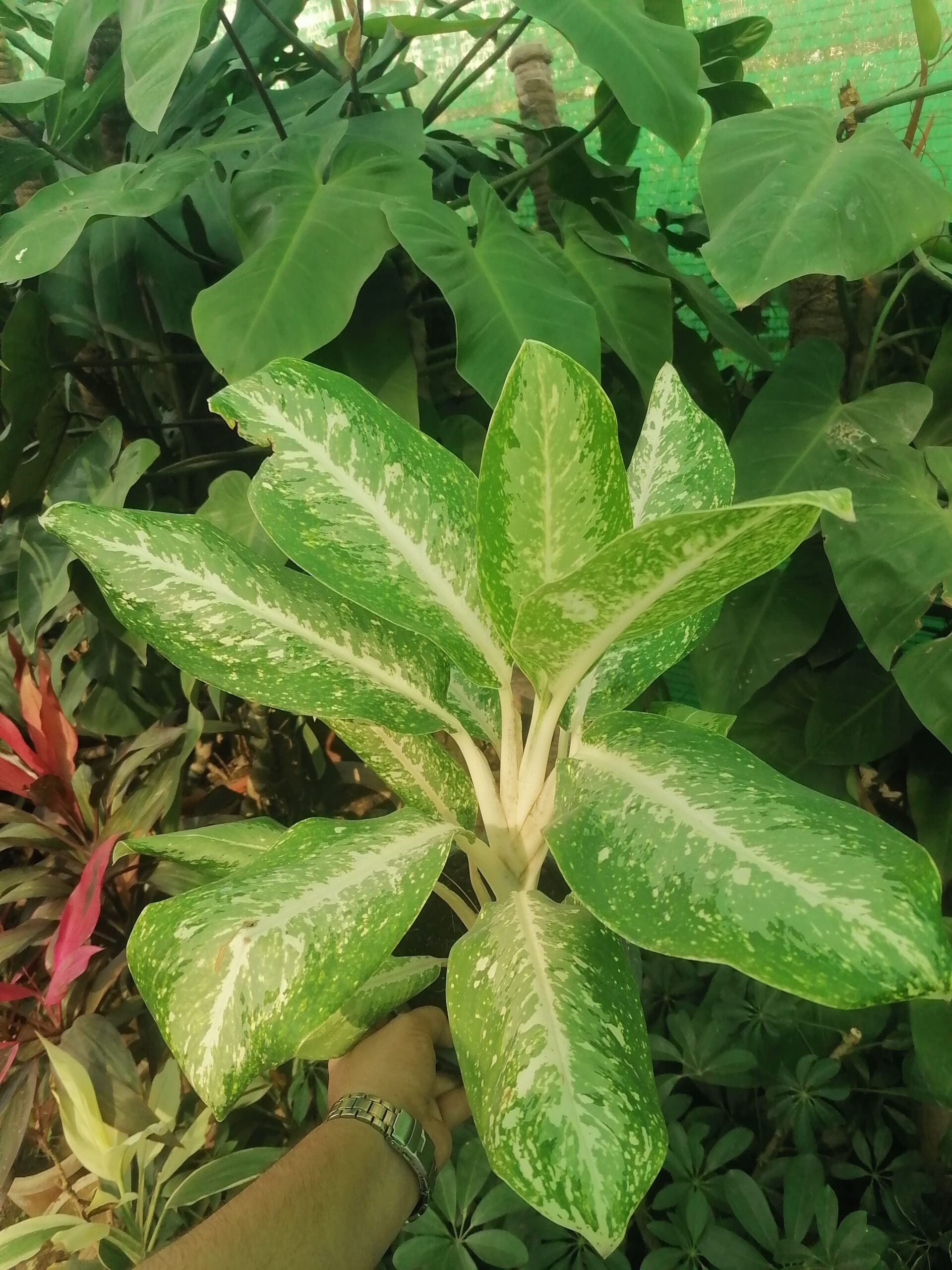 Snow White Aglaonema Plant (Imported)