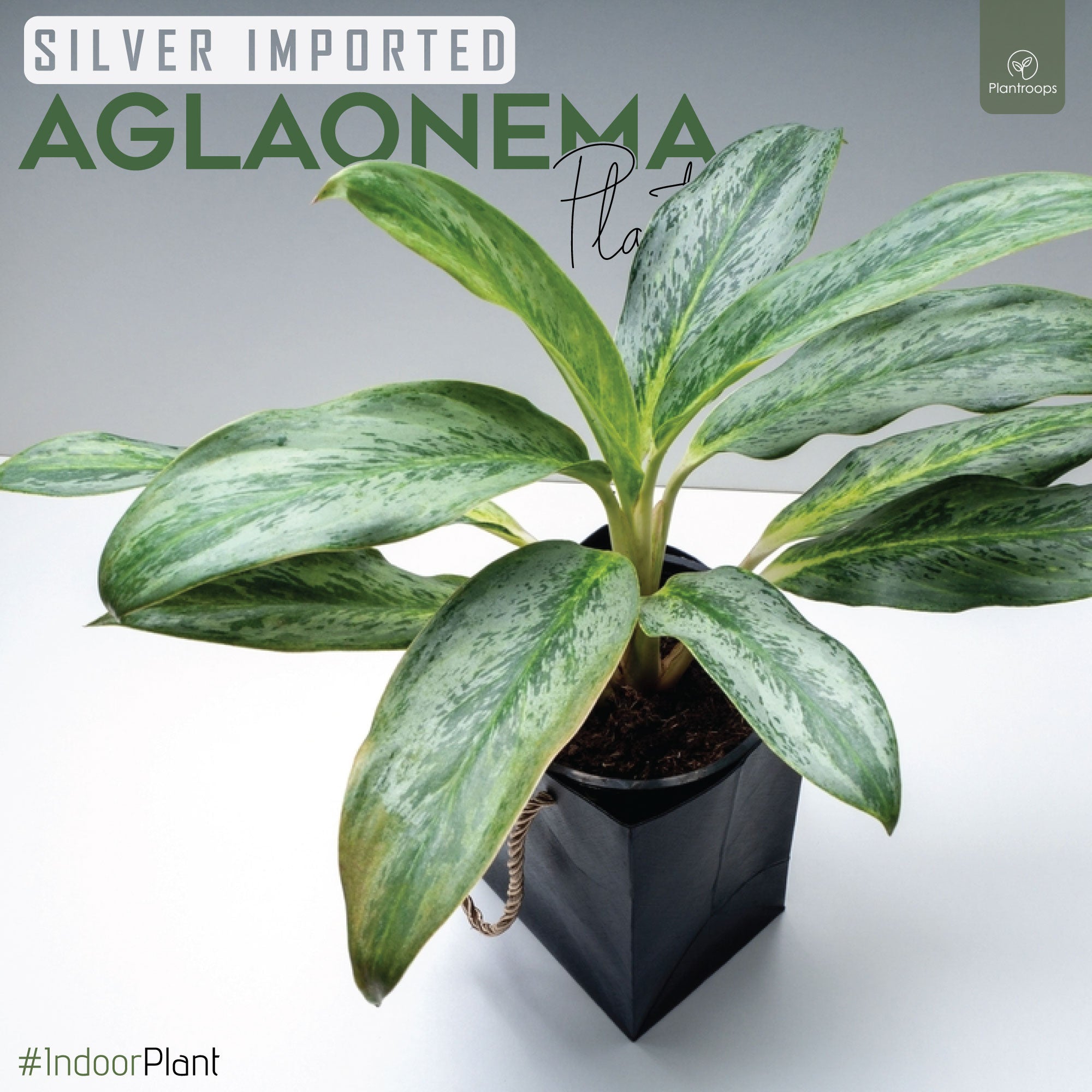 Aglaonema Silver (Imported)