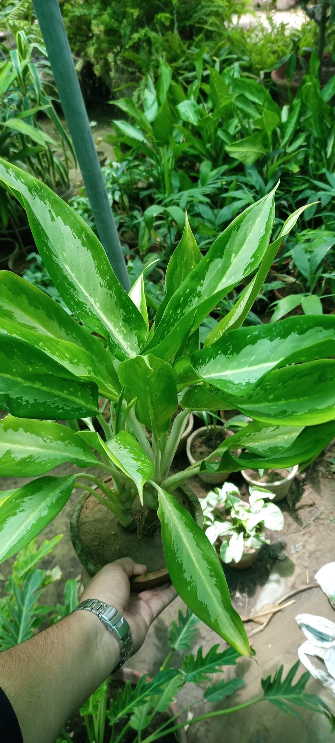 aglaonema green compacta Aglaonema Plant – Plantroops