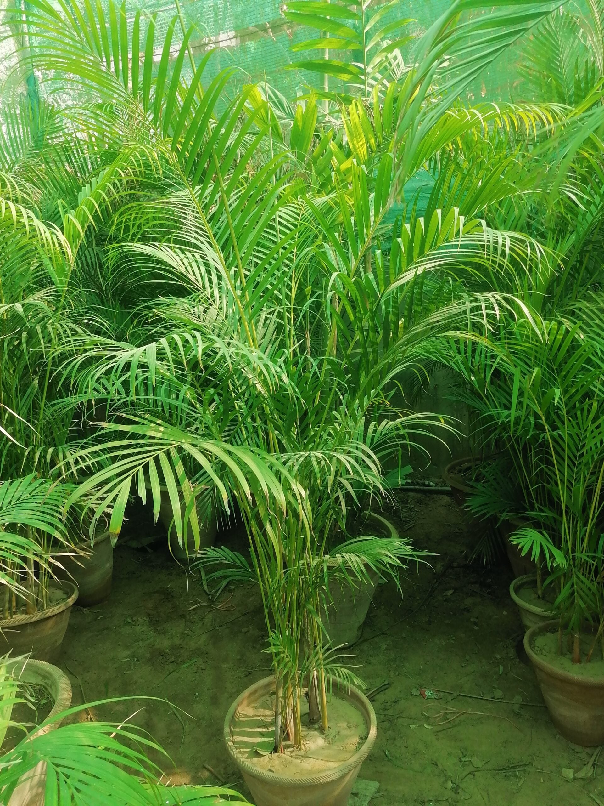 areca or golden palm Areca Palm | Golden Palm | Butterfly Palm