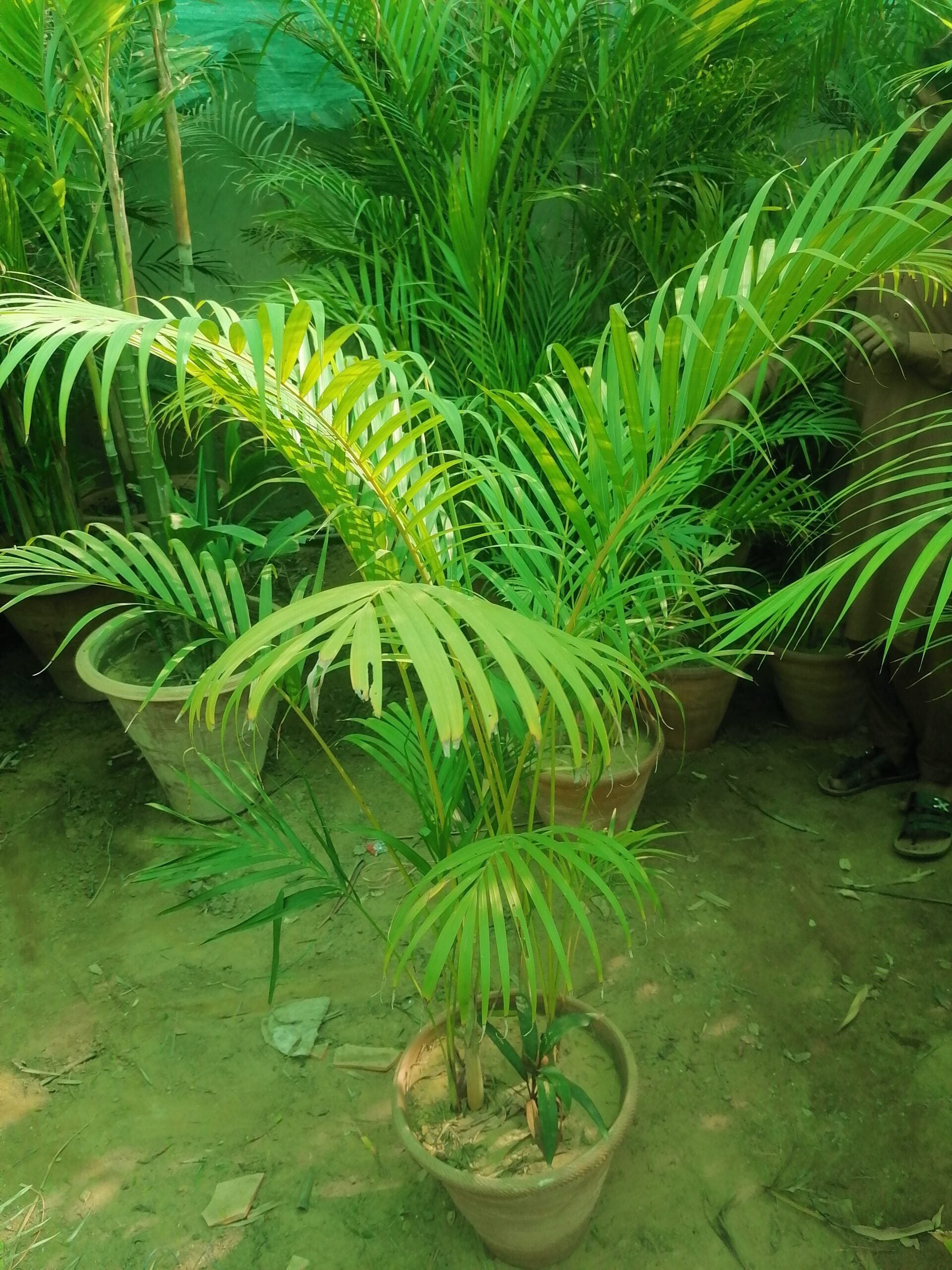Areca Palm | Golden Palm | Butterfly Palm | Yellow Palm – Plantroops
