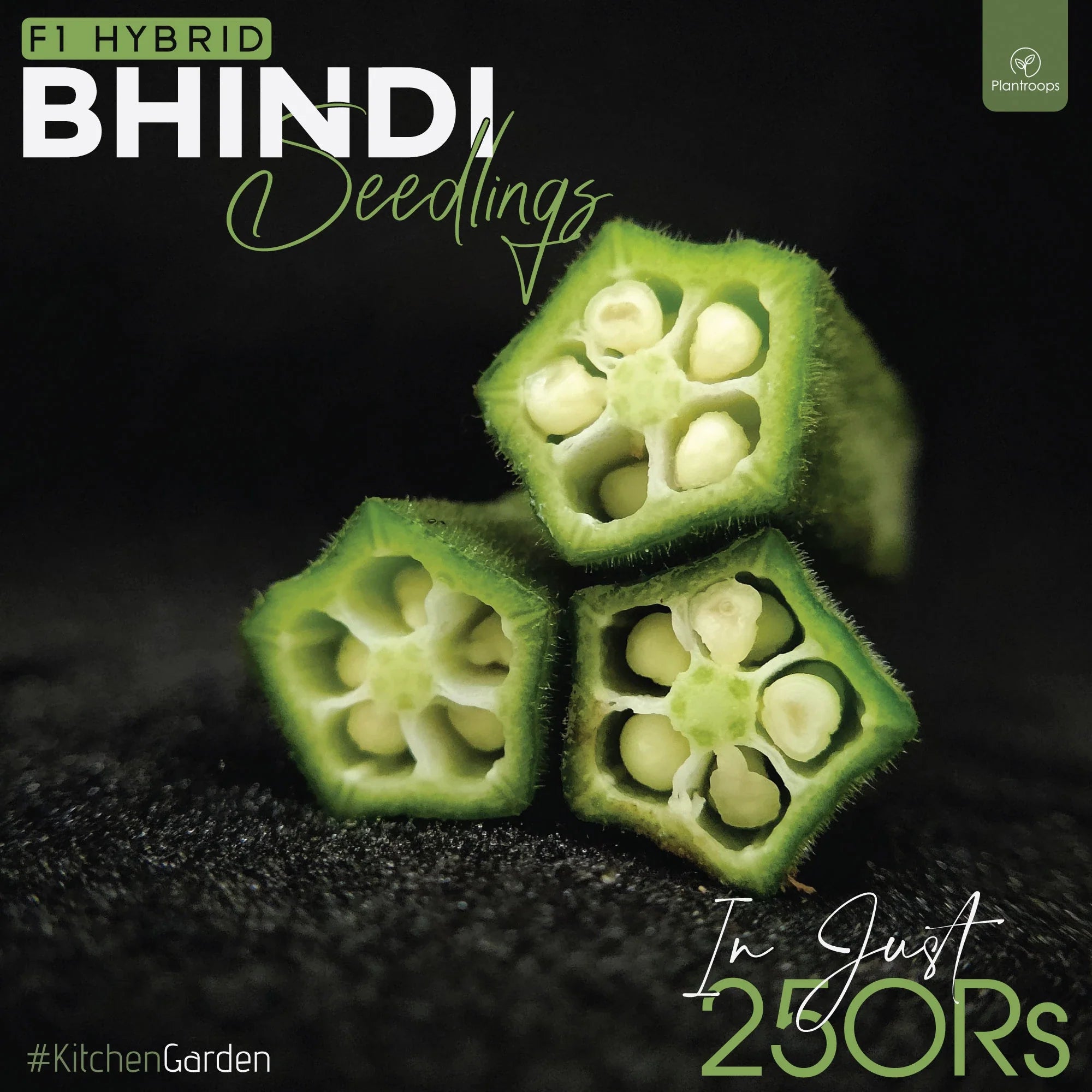 Bhindi Seedlings / Paneeri