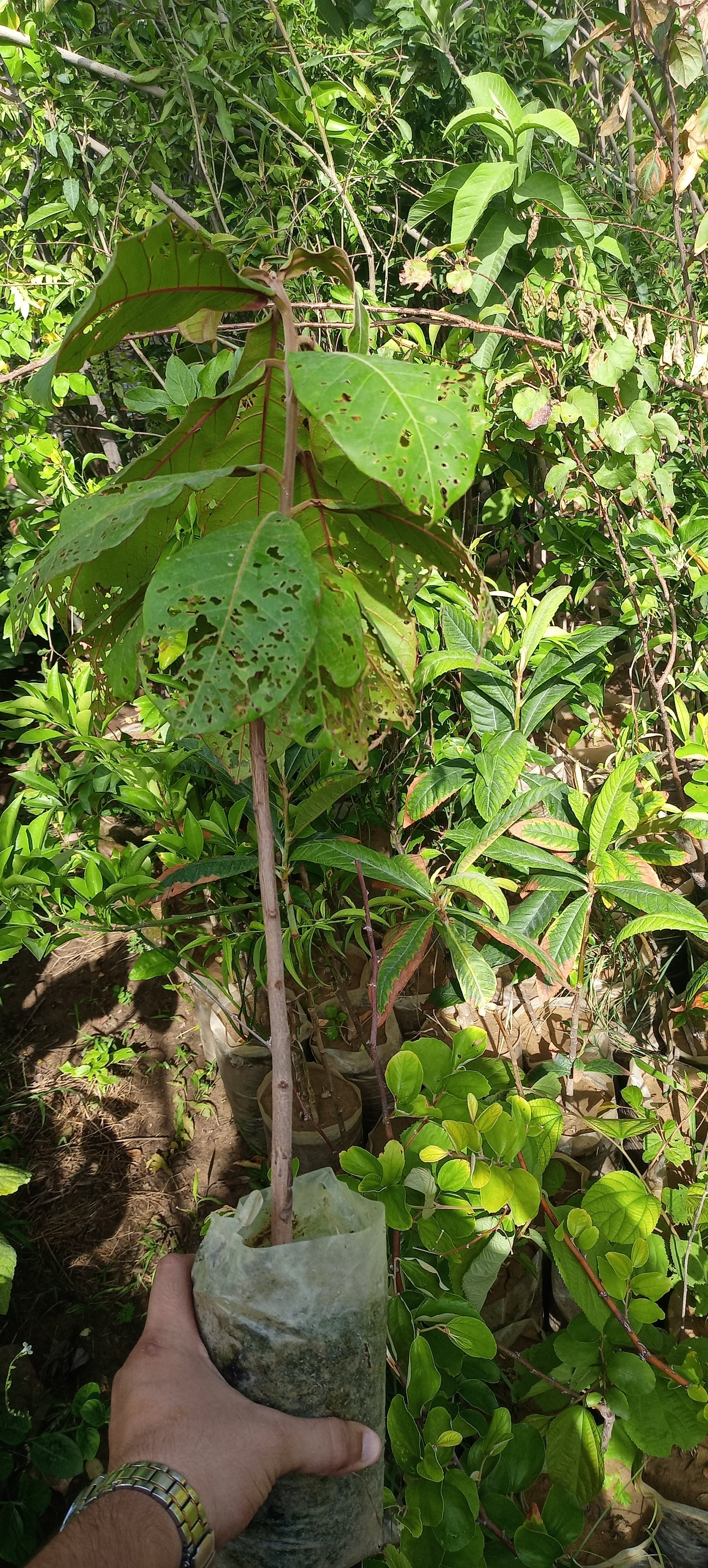 Desi Indian Almond Tree (Red - Terminalia Plant) for Sale || لال بادام ...