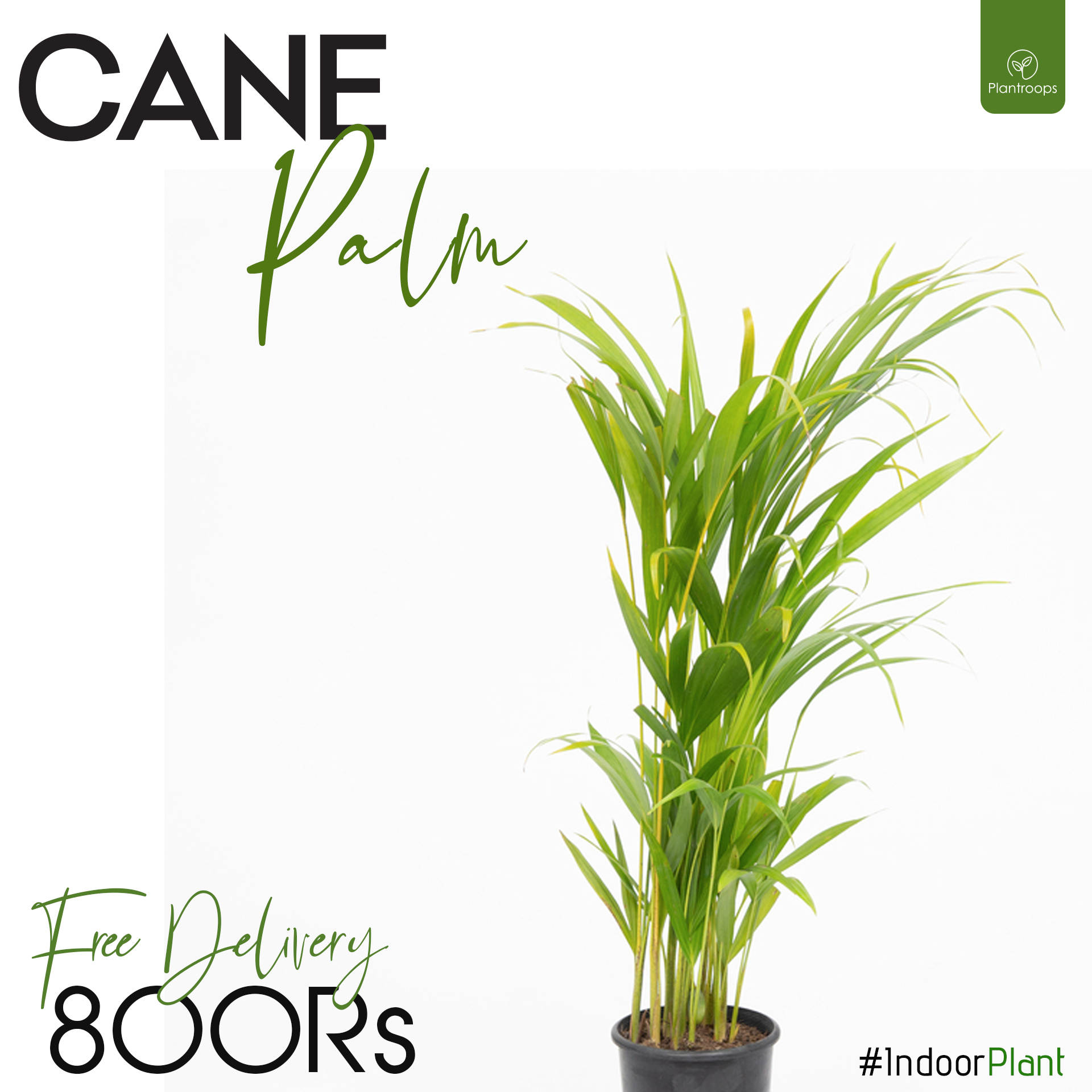 palm cane plant CANE PALM – Plantroops