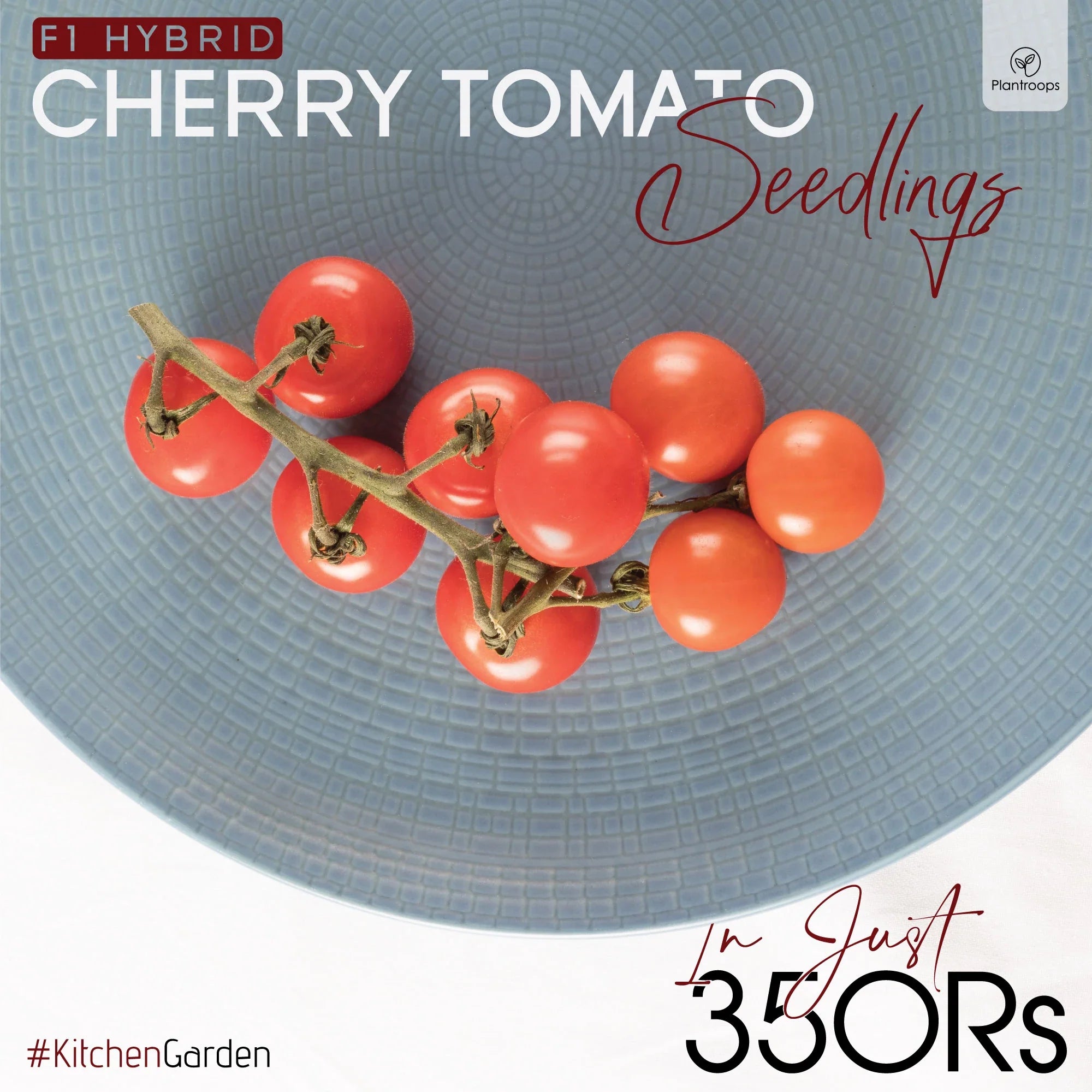 Cherry tomatoes (Red / Purple) Seedlings / Paneeri