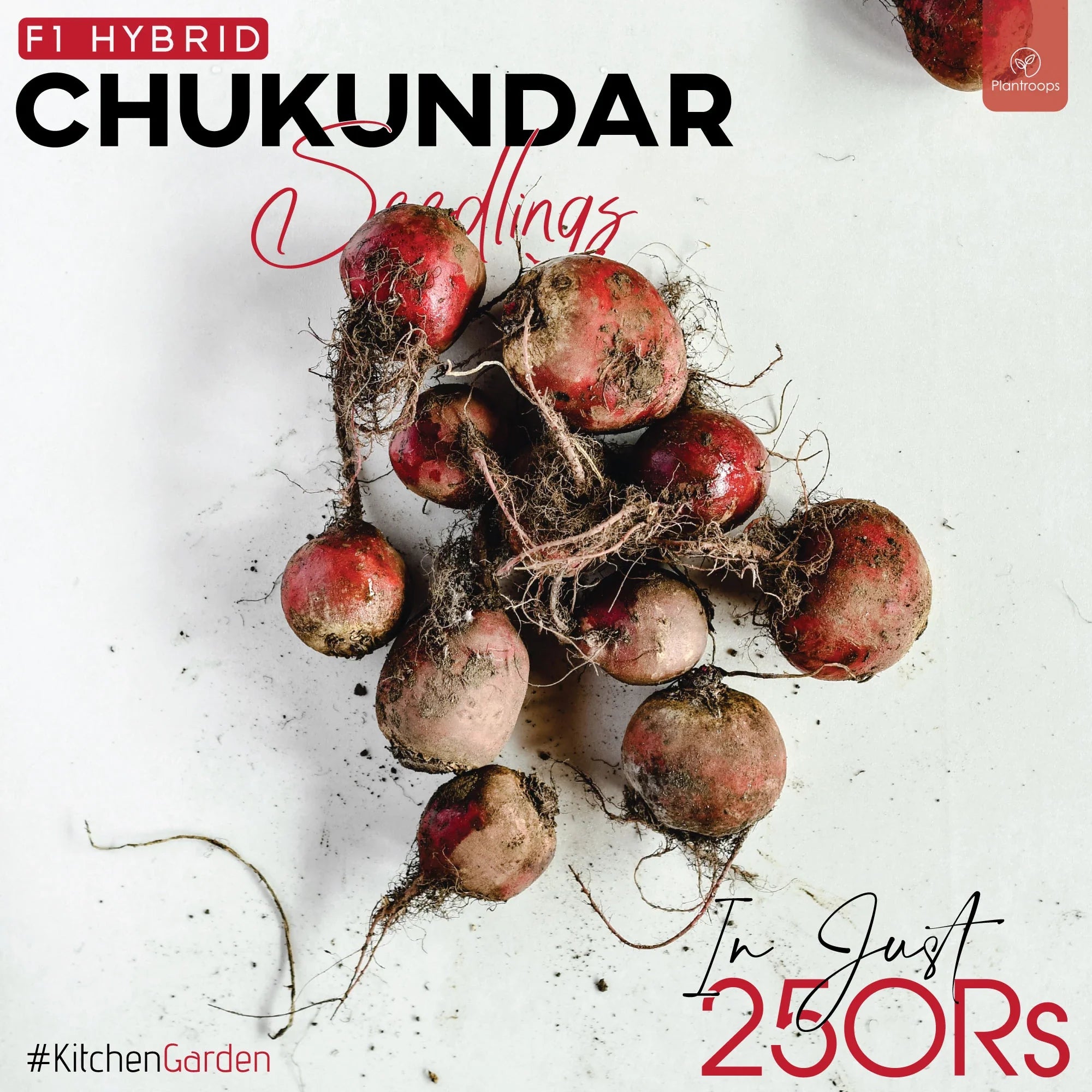 Chakundar Seedling / Paneeri