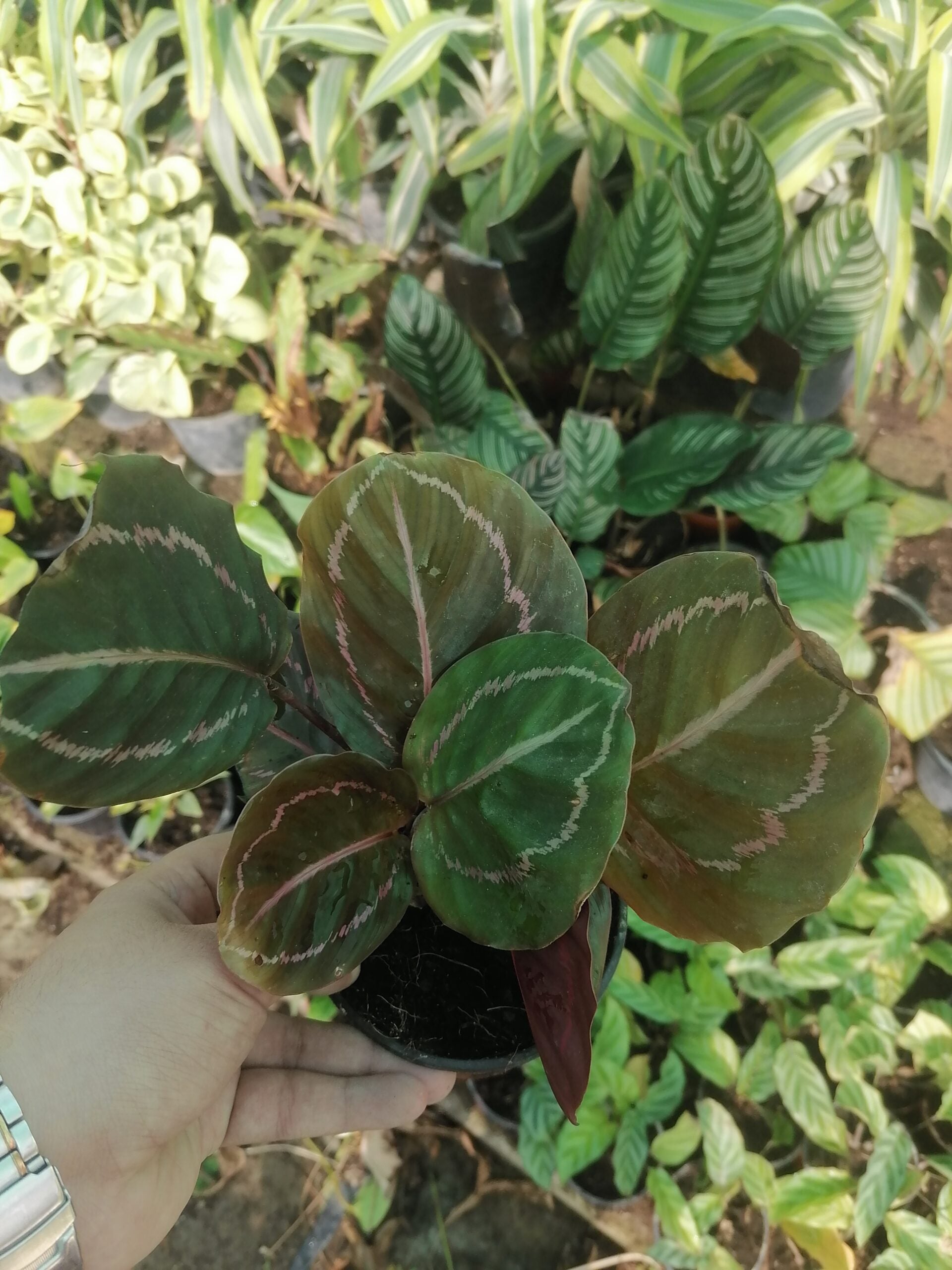 Calathea Roseopicta Plant