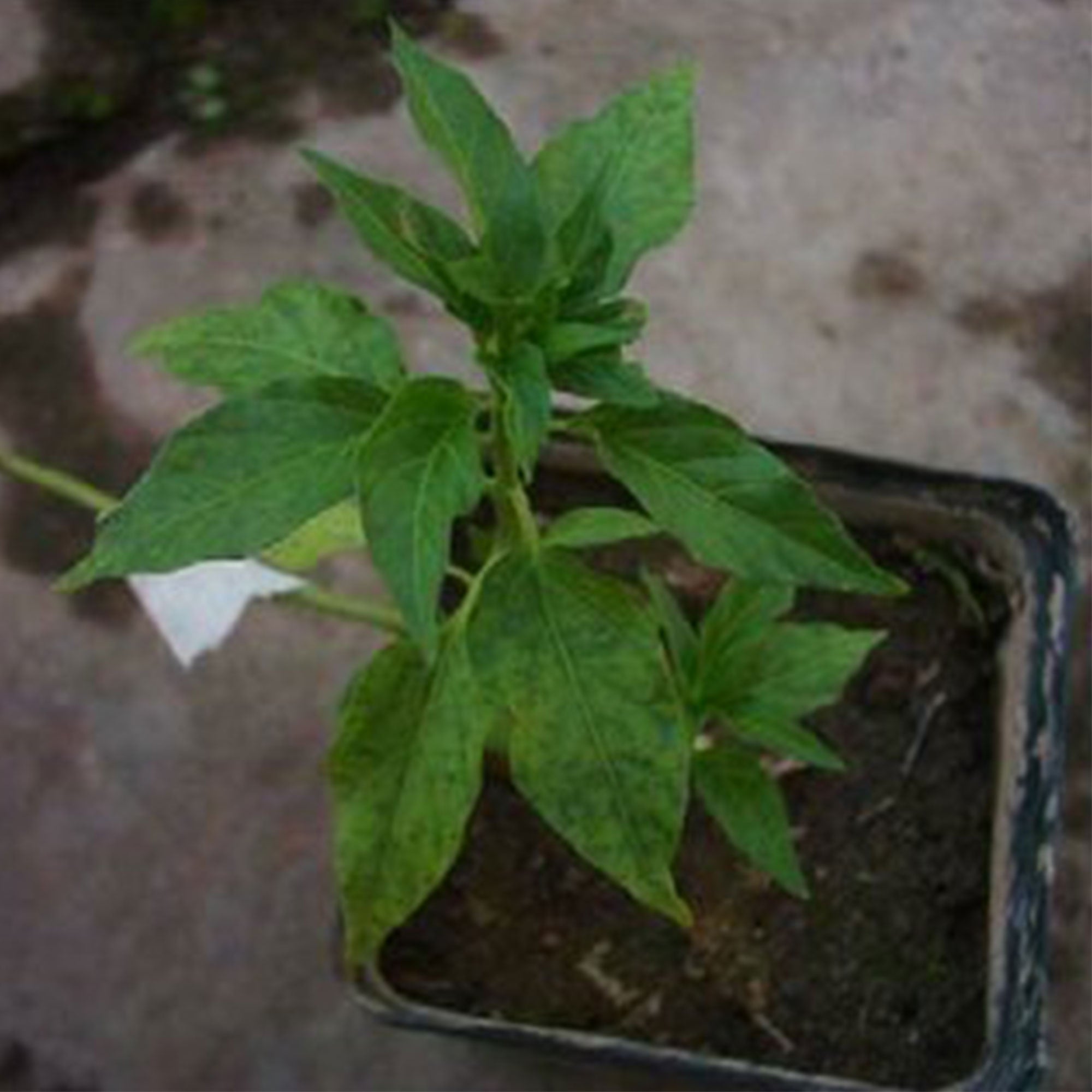 Buy Chilli Plant Online