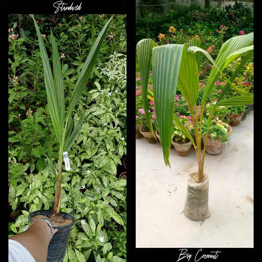 Dwarf Sri Lanka Coconut Plant