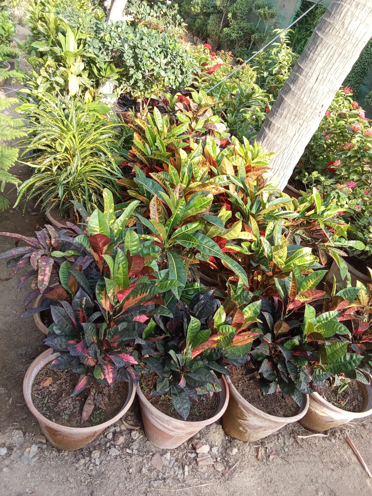 16+ Croton Plants For Sale Colorful Croton Plants for Sale | Codiaeum | کروٹن پلانٹ | Karachi