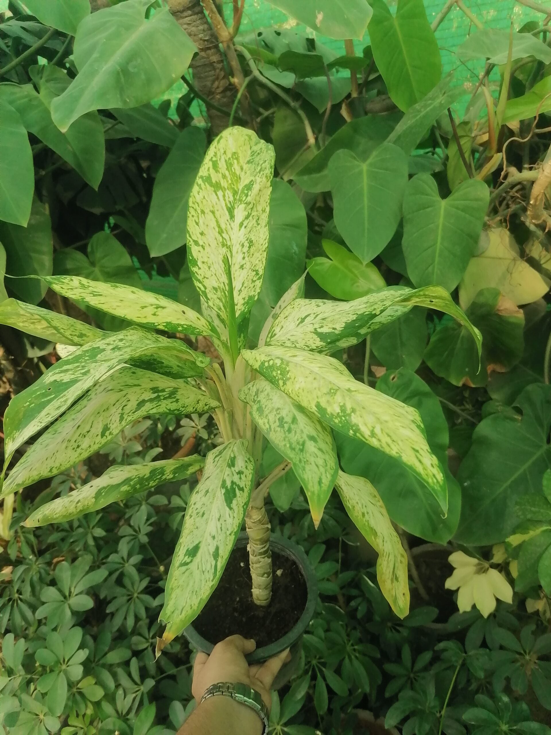 dieffenbachia starbright DIEFFENBACHIA STAR BRIGHT – Plantroops