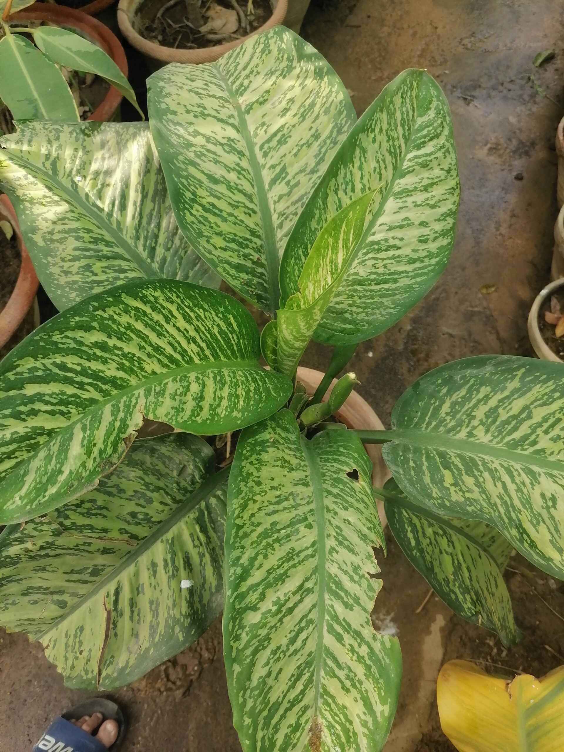 dieffenbachia calathea DIEFFENBACHIA CALATHEA PLANT – Plantroops