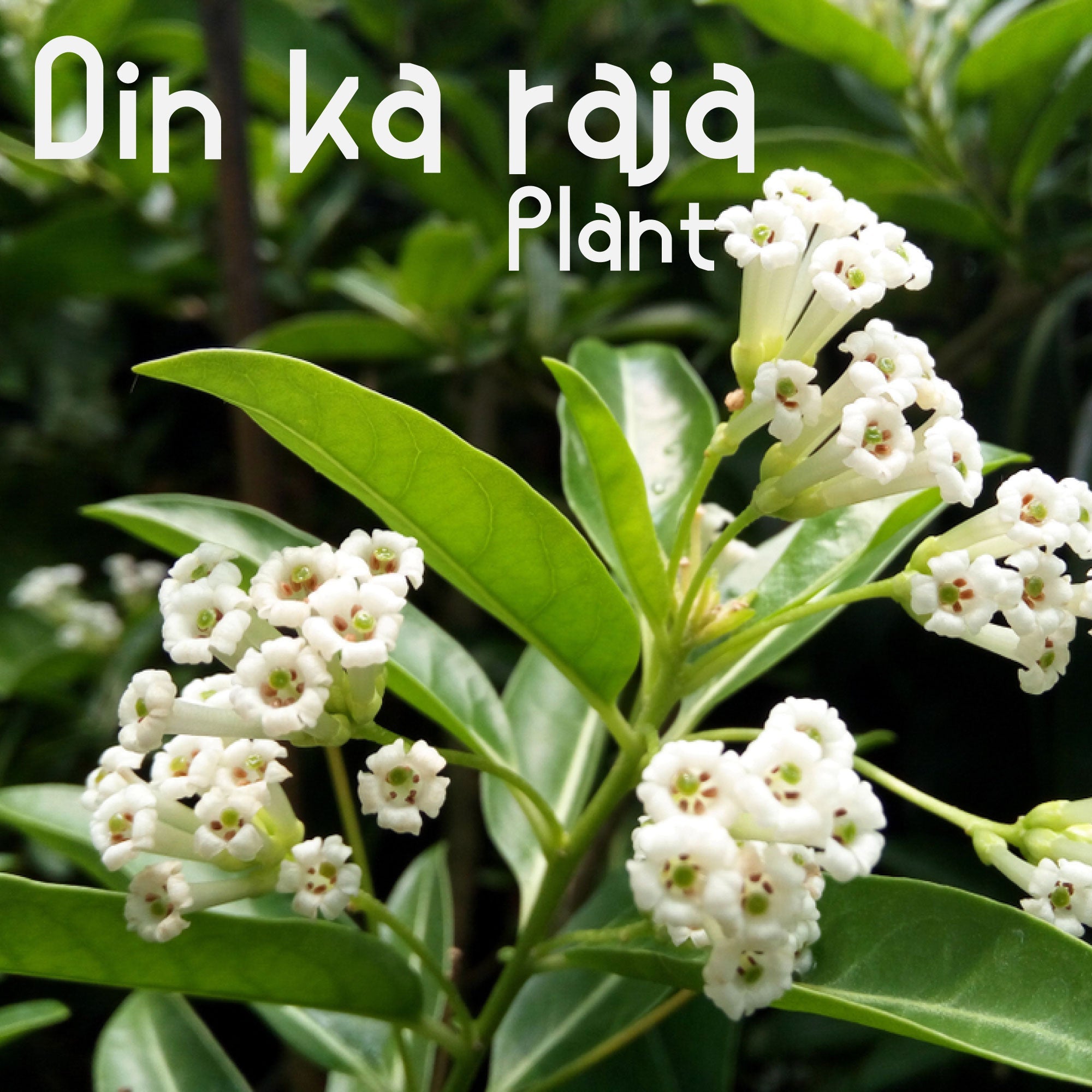 Din Ka Raja – Plantroops