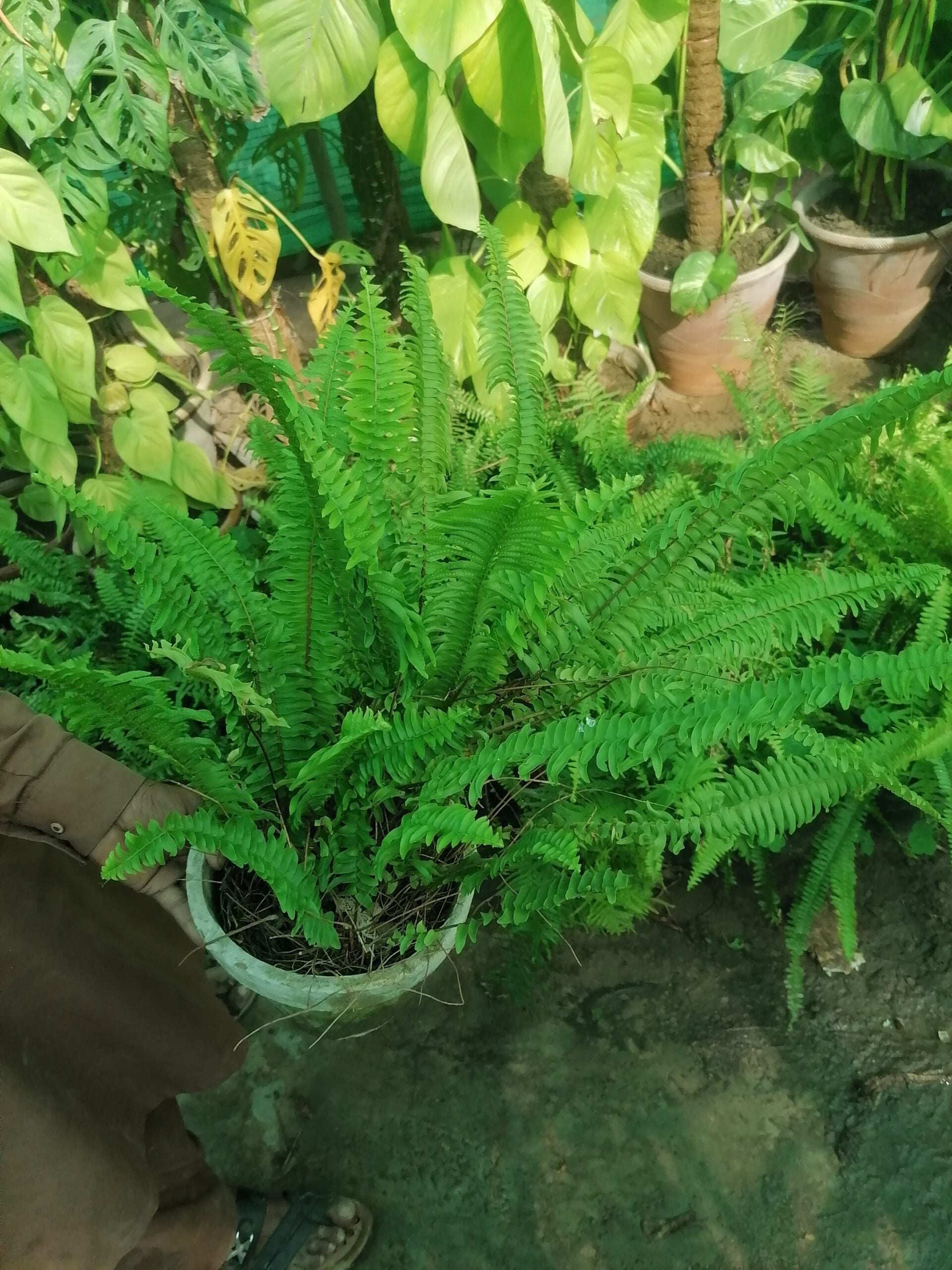 Sword Fern