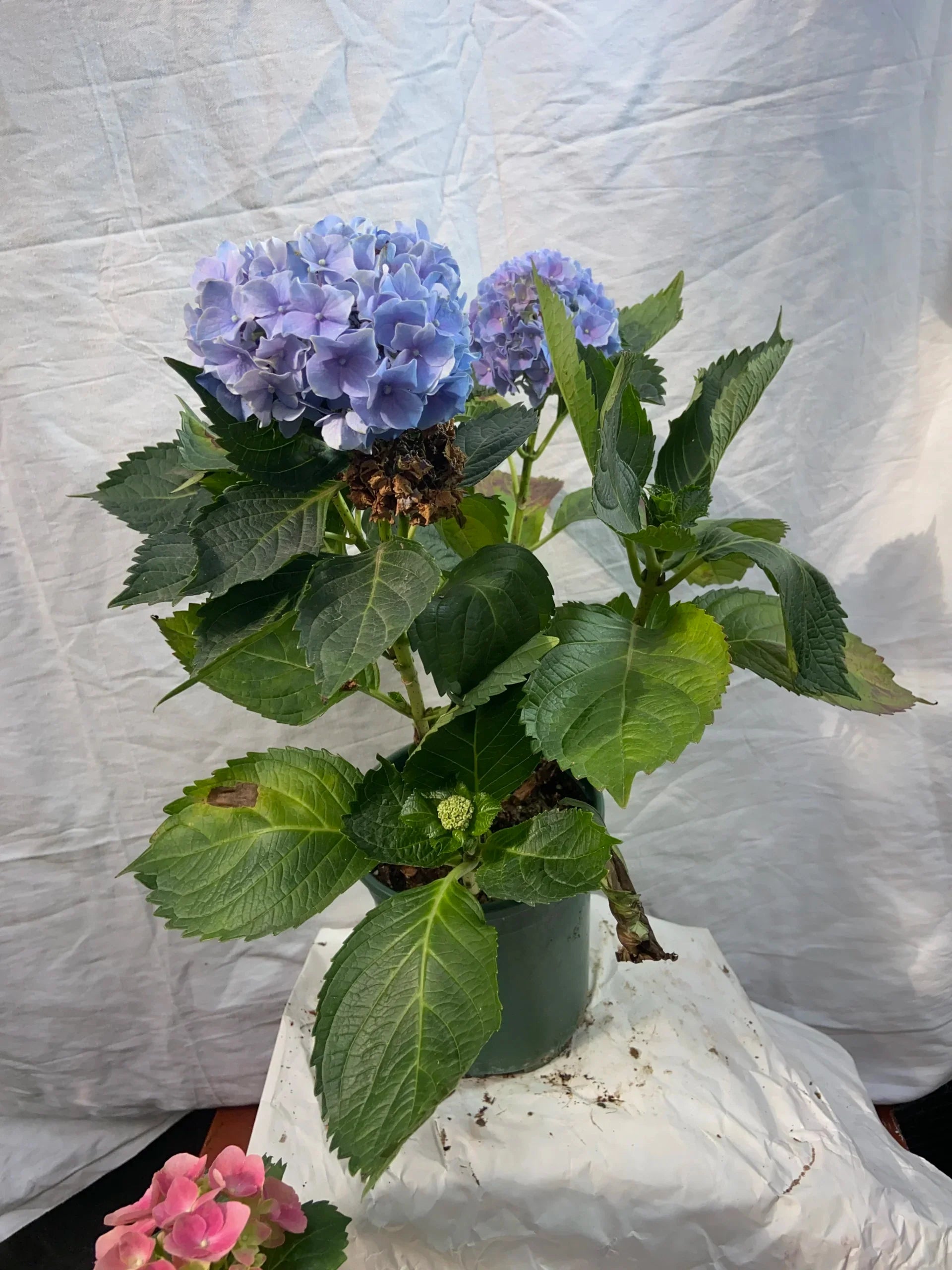 Imported Hydrangea Plant