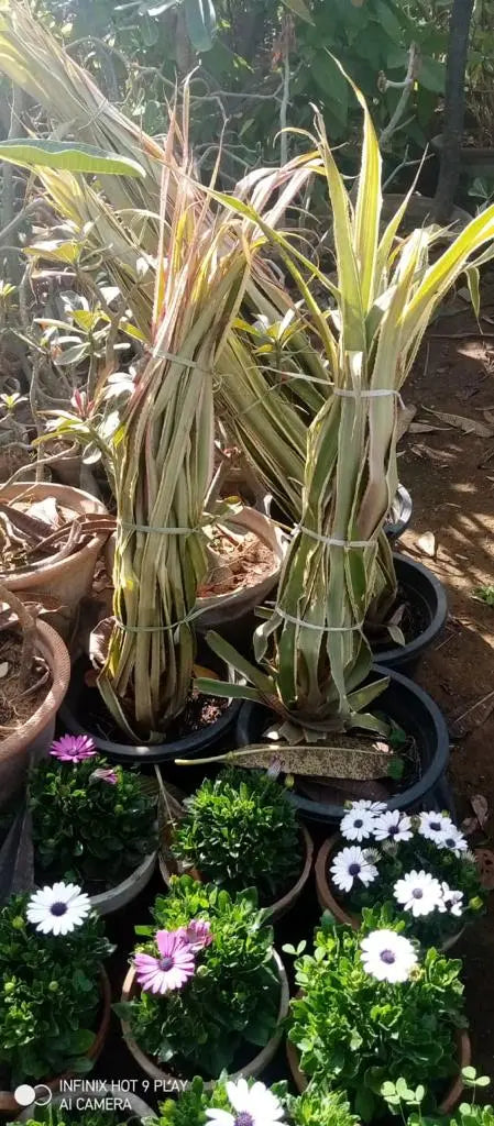 Annasi Plant