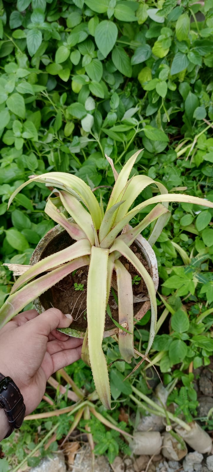 ana pineapple plant Imported Pineapple Plant || Ananas Plant || Ananas comosus || Anarosh – Plantroops