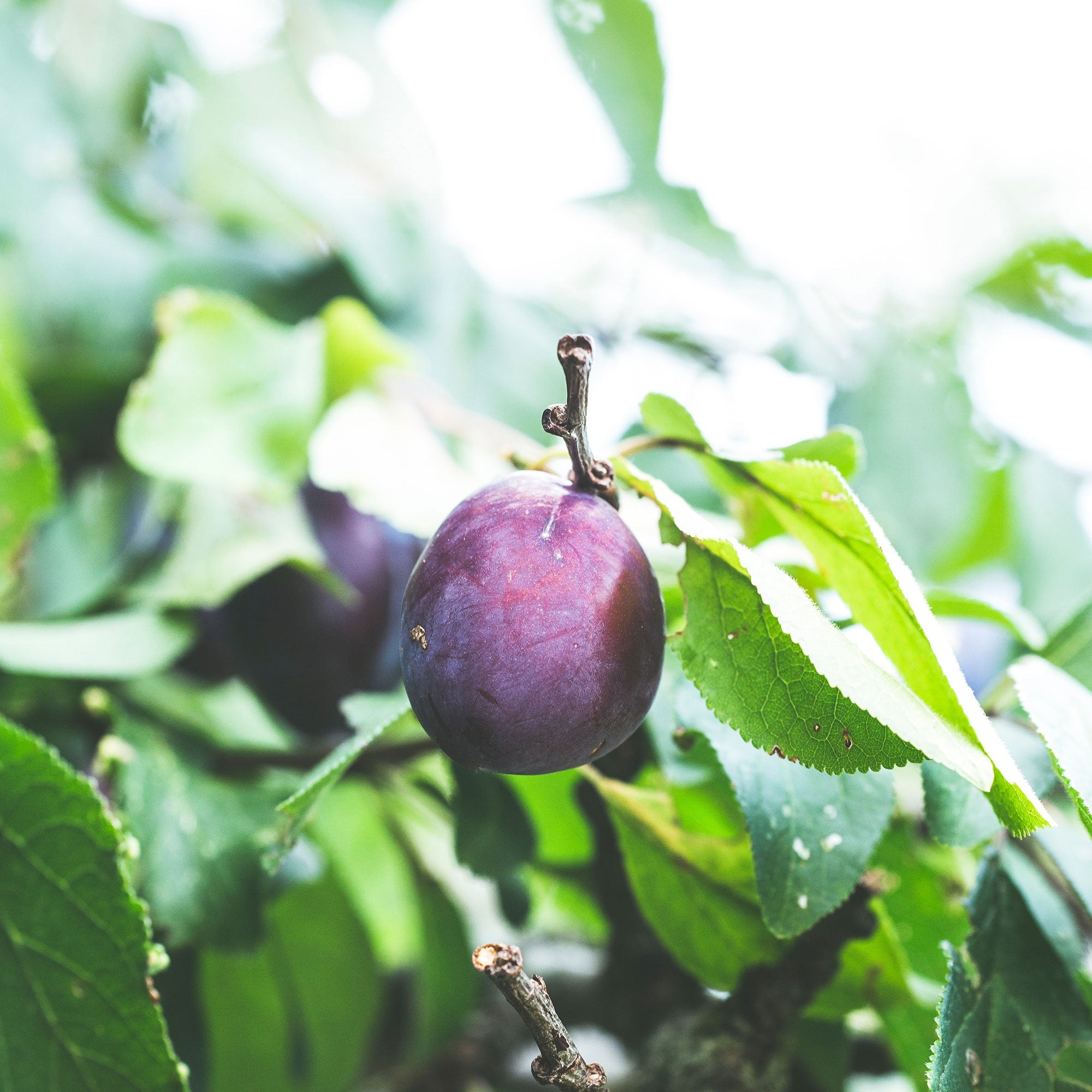 Jaman Plant || Java plum Plant || black plum Tree – Plantroops