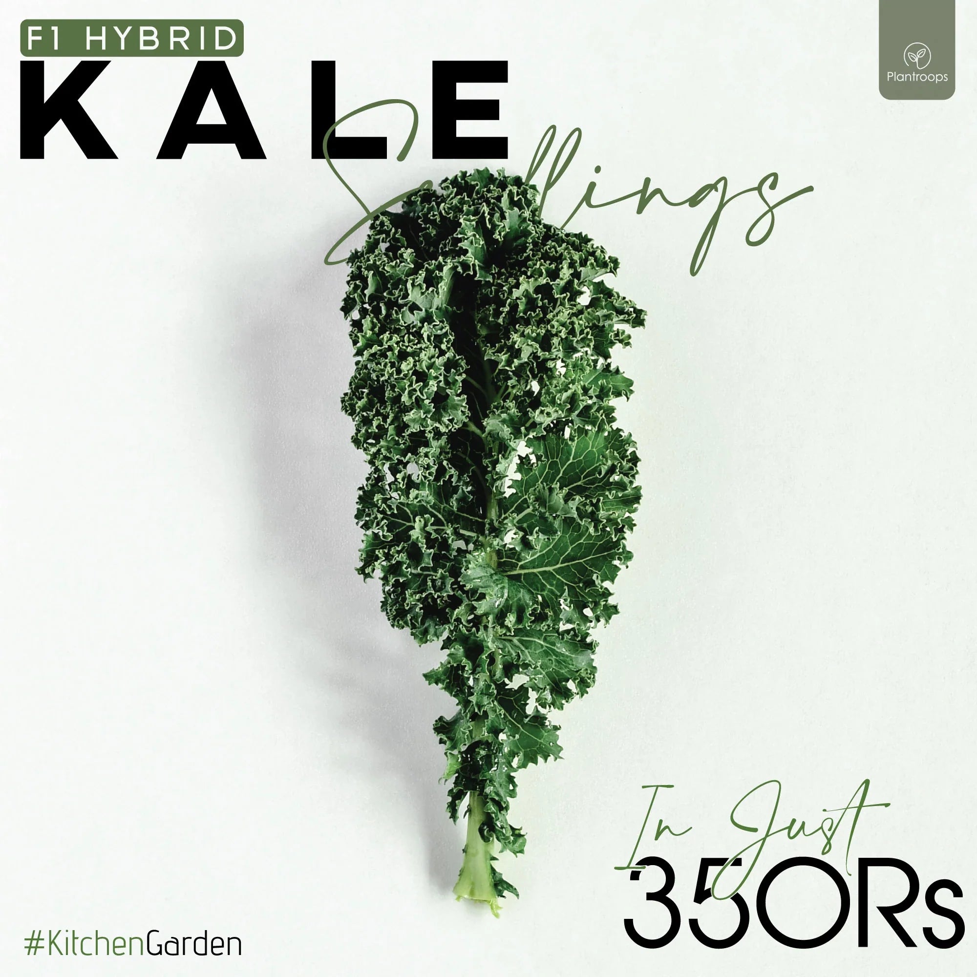 Kaale Seedlings / Paneeri