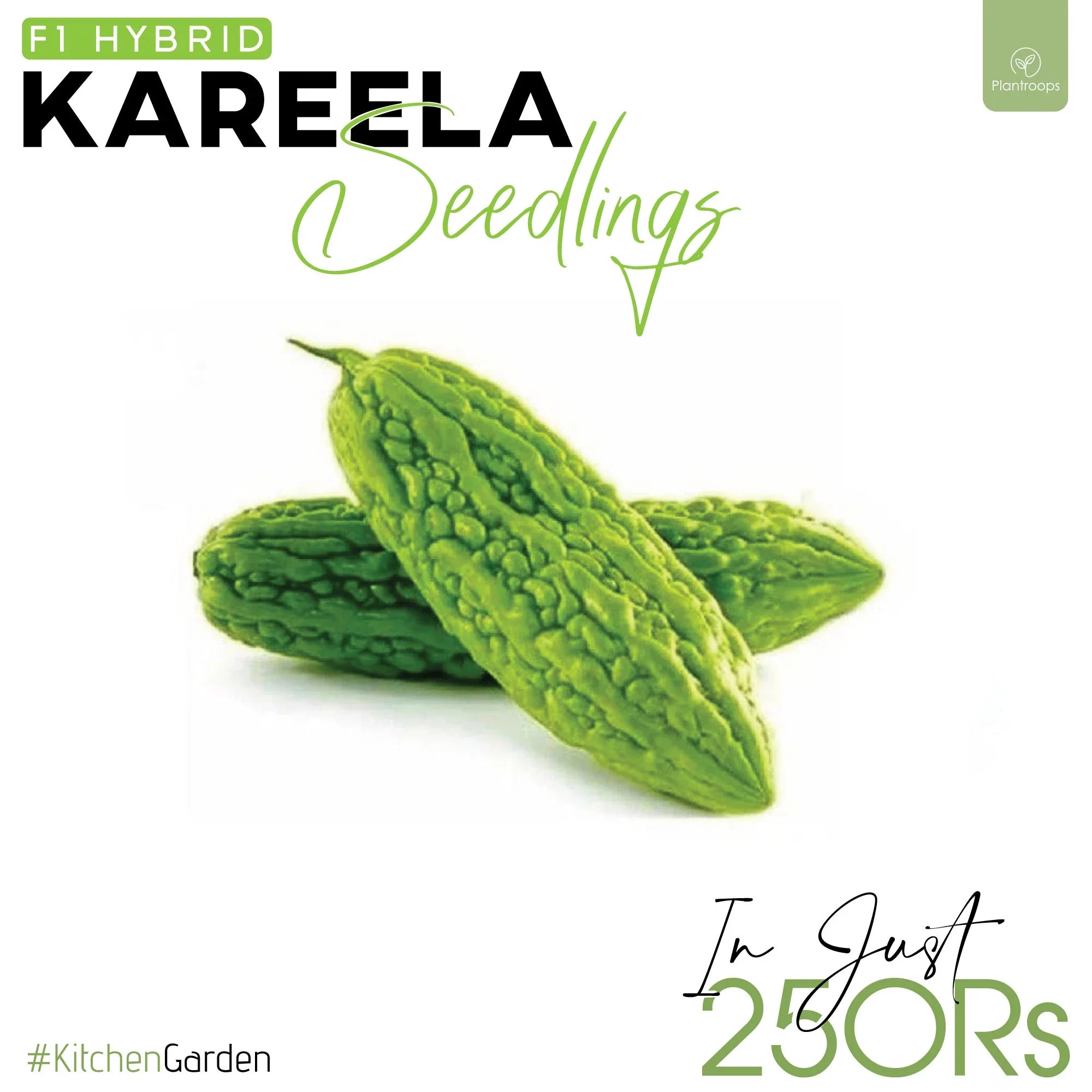 Kareela Seedlings / Paneeri