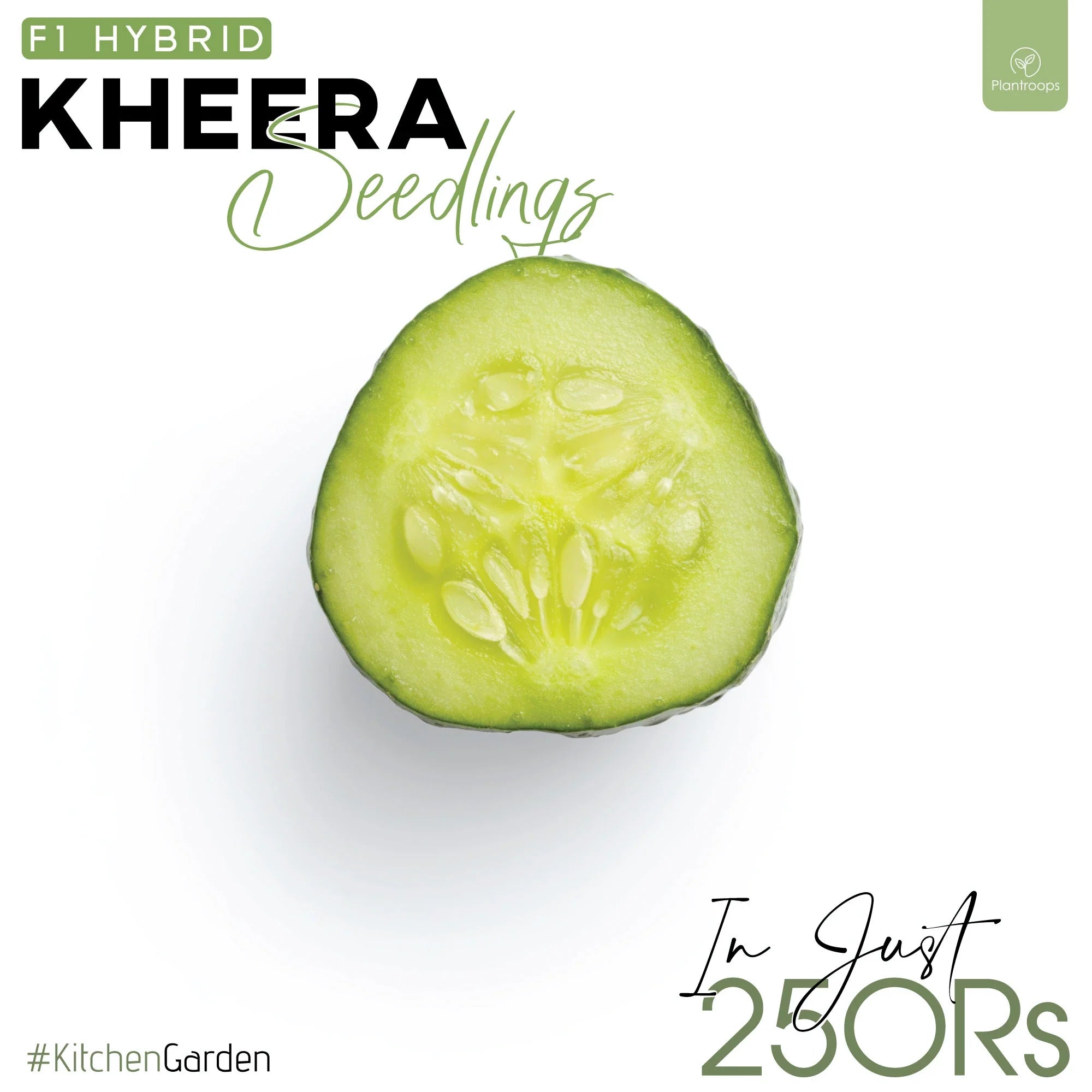 Kheera Seedlings / Paneeri