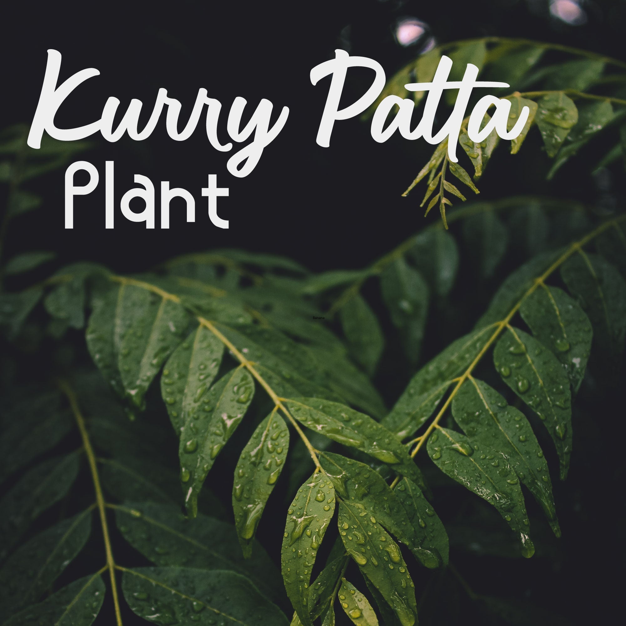 Kari Patta Plant