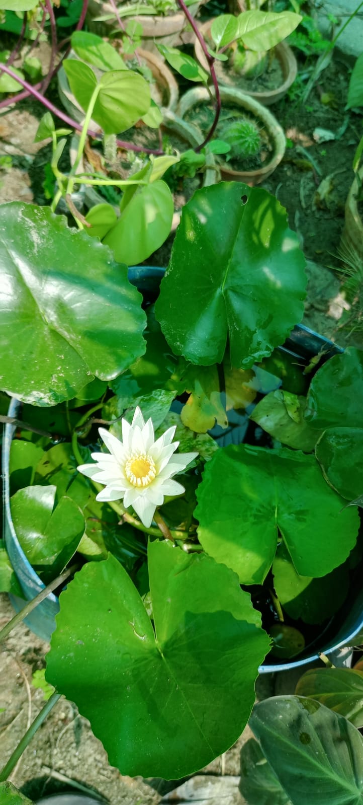 Buy Lotus Plant