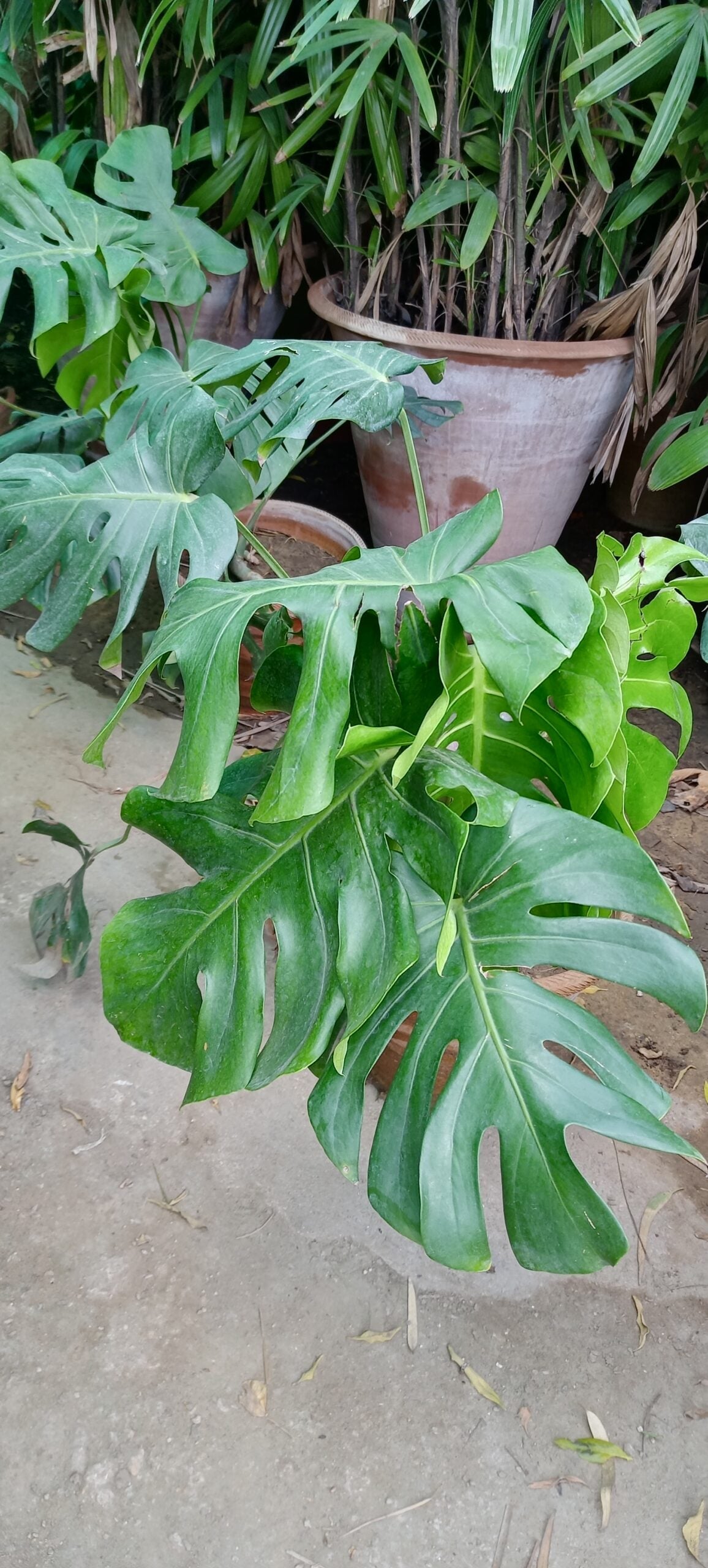 CHEESE MONSTERA PLANT