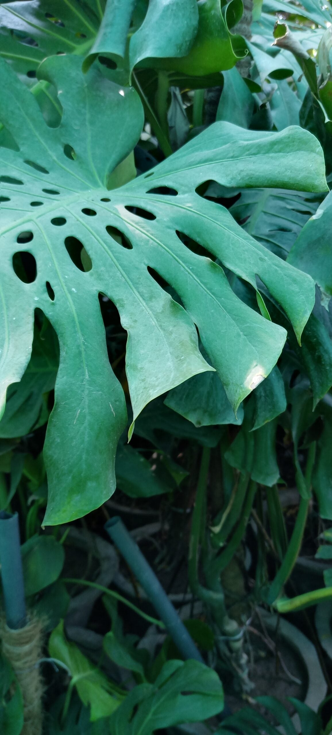 CHEESE MONSTERA PLANT