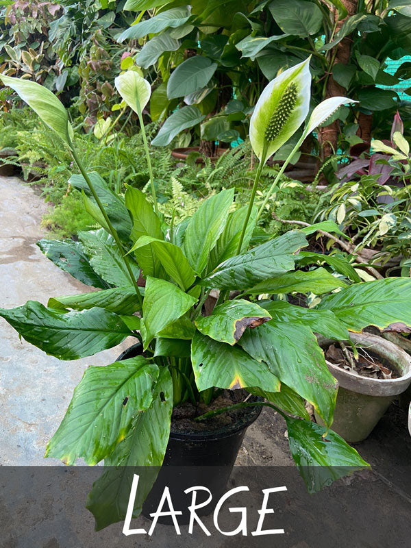 peace lily plant price in india PEACE LILY Plant – Plantroops