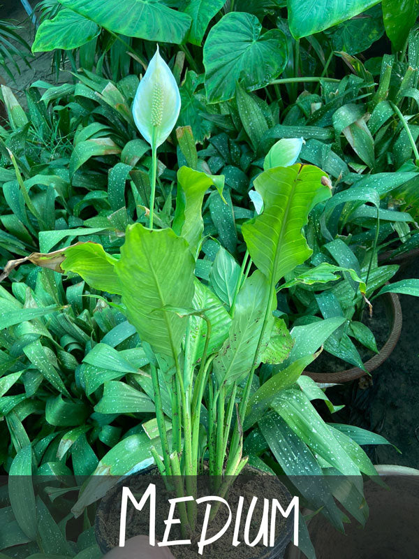 peace lily in urdu PEACE LILY Plant – Plantroops
