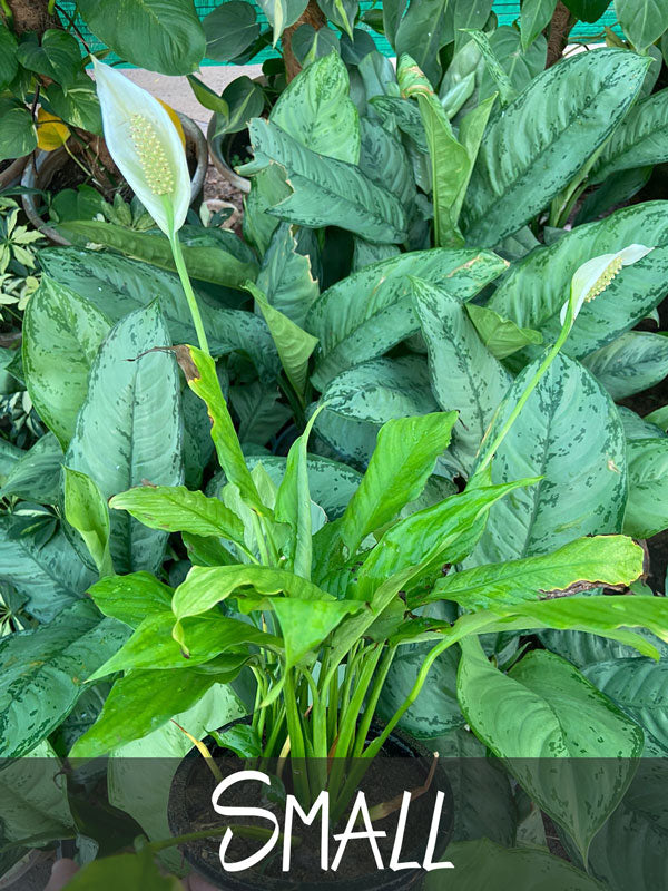 peace lily in urdu PEACE LILY Plant