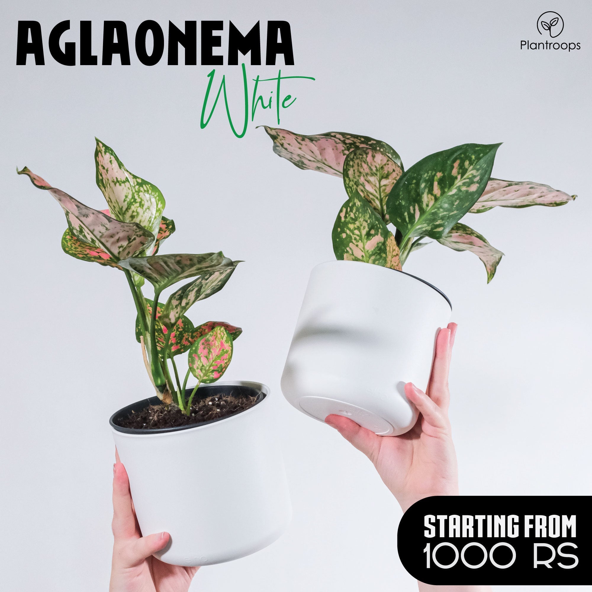 Aglaonema Plant